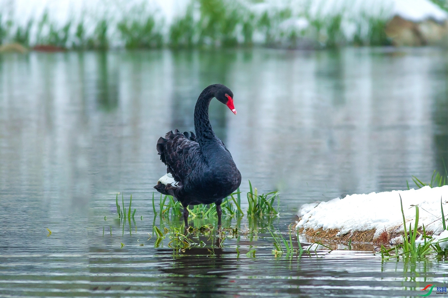 �ڰ׷���  ���� ͧ�� �ܶ�.jpg