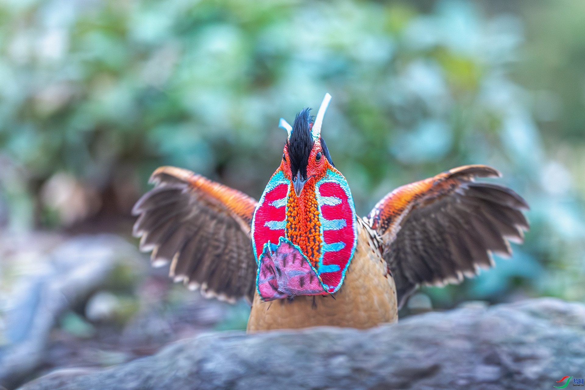 �����ȹ��֪��  ���� ����ǿ �ܶ�.jpg