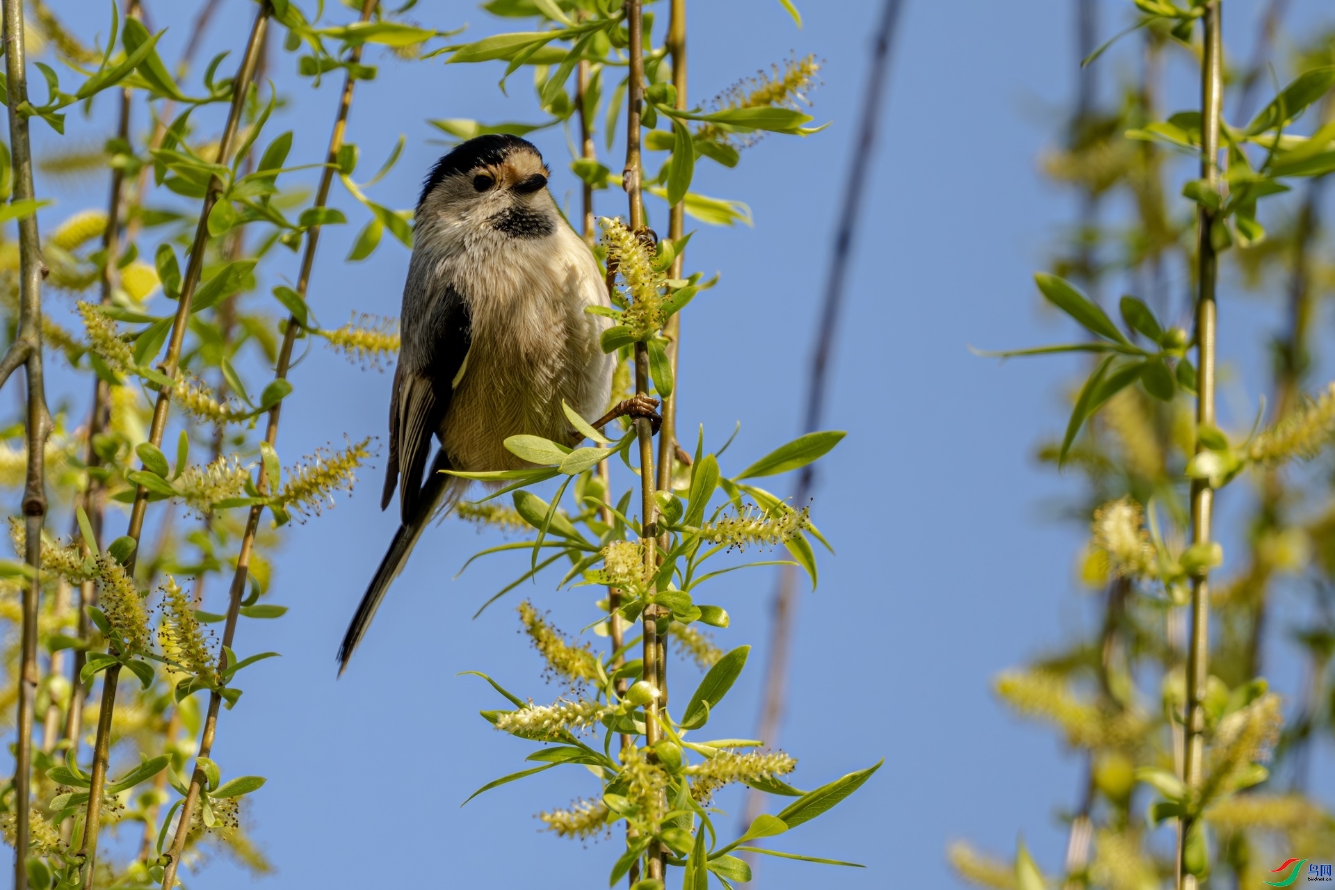 ɽȸӭ��  ���� haoran100  ����.jpg