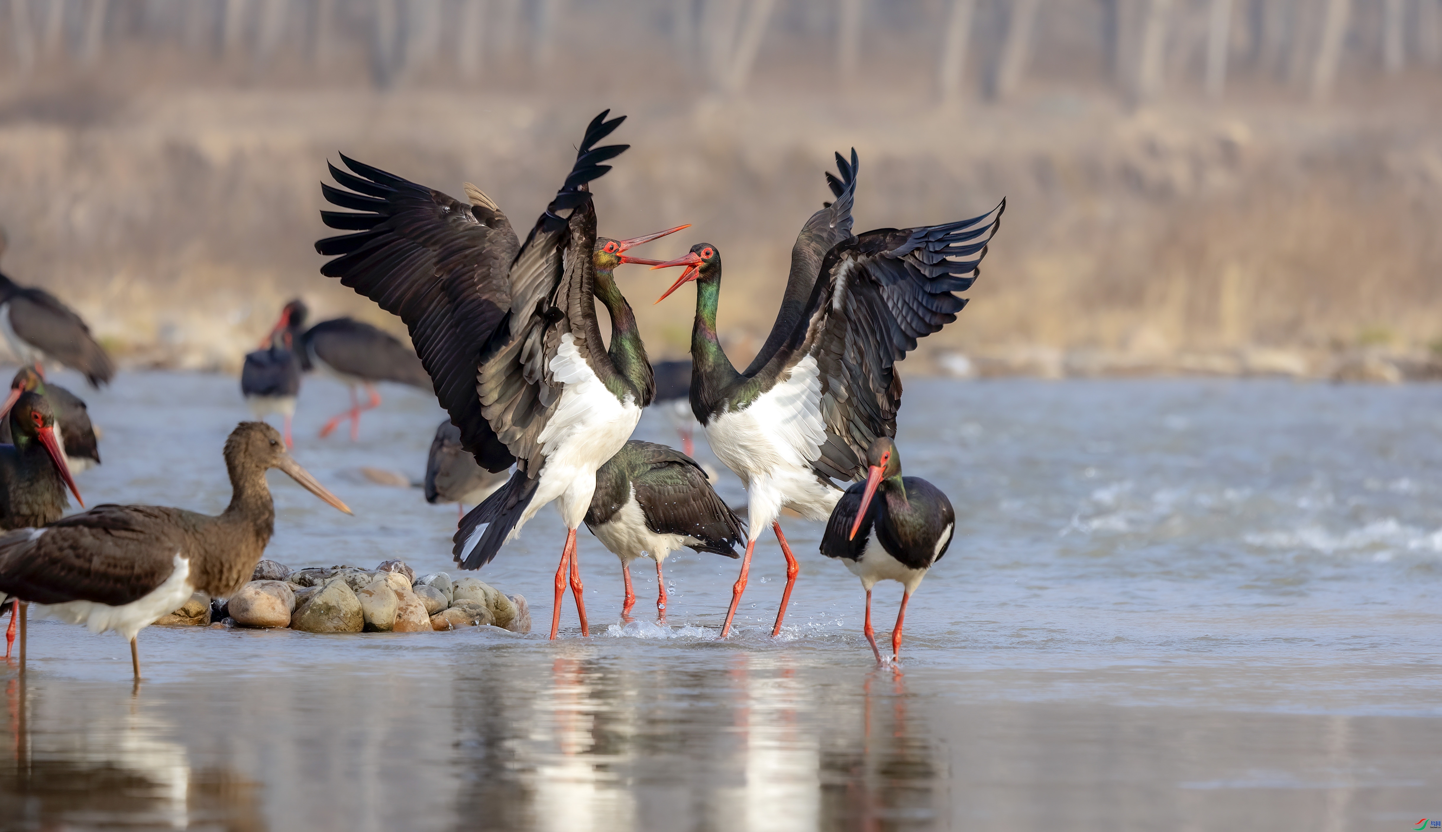 ��ִ  ������jn ����.jpg