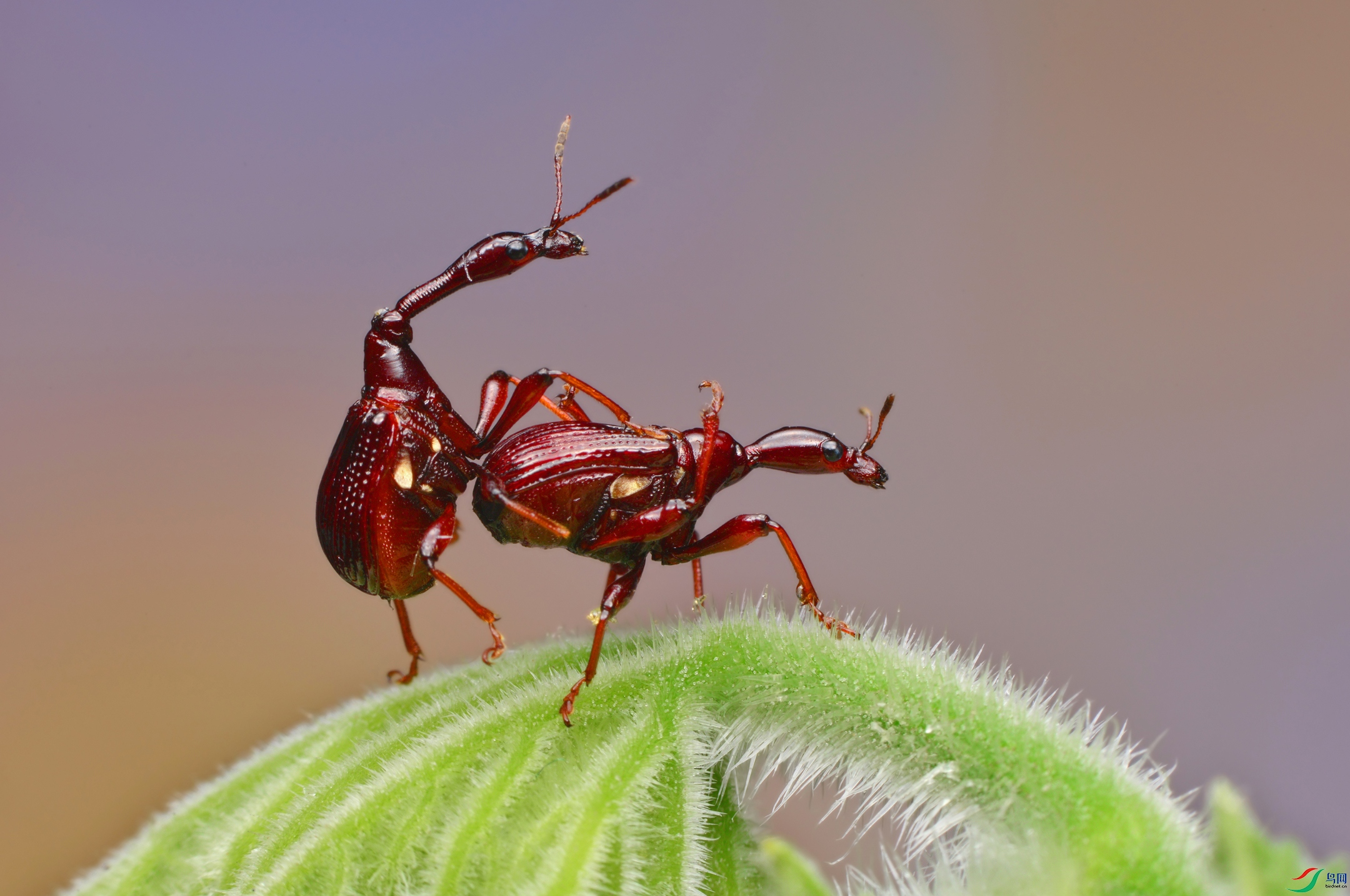 DSC_0604 ����..JPG