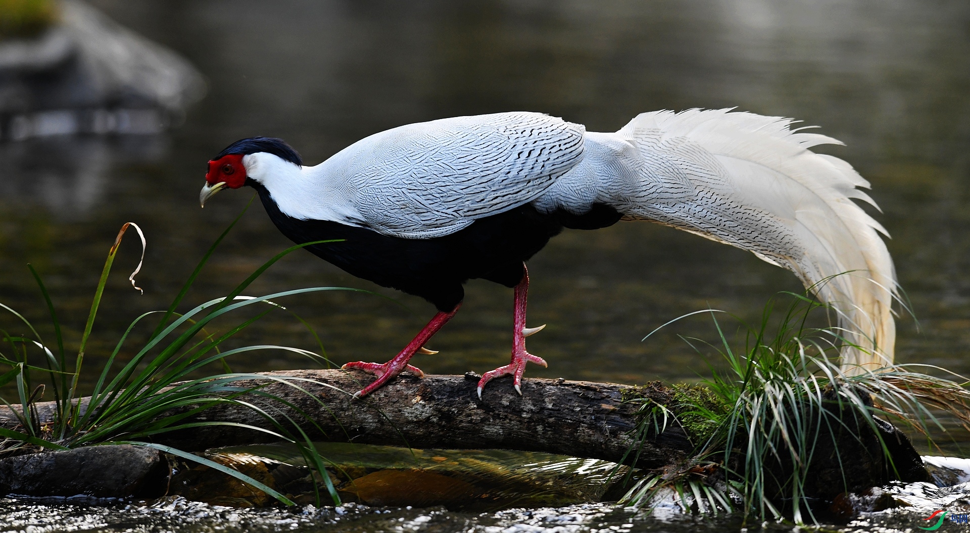 DSC_9599.jpg
