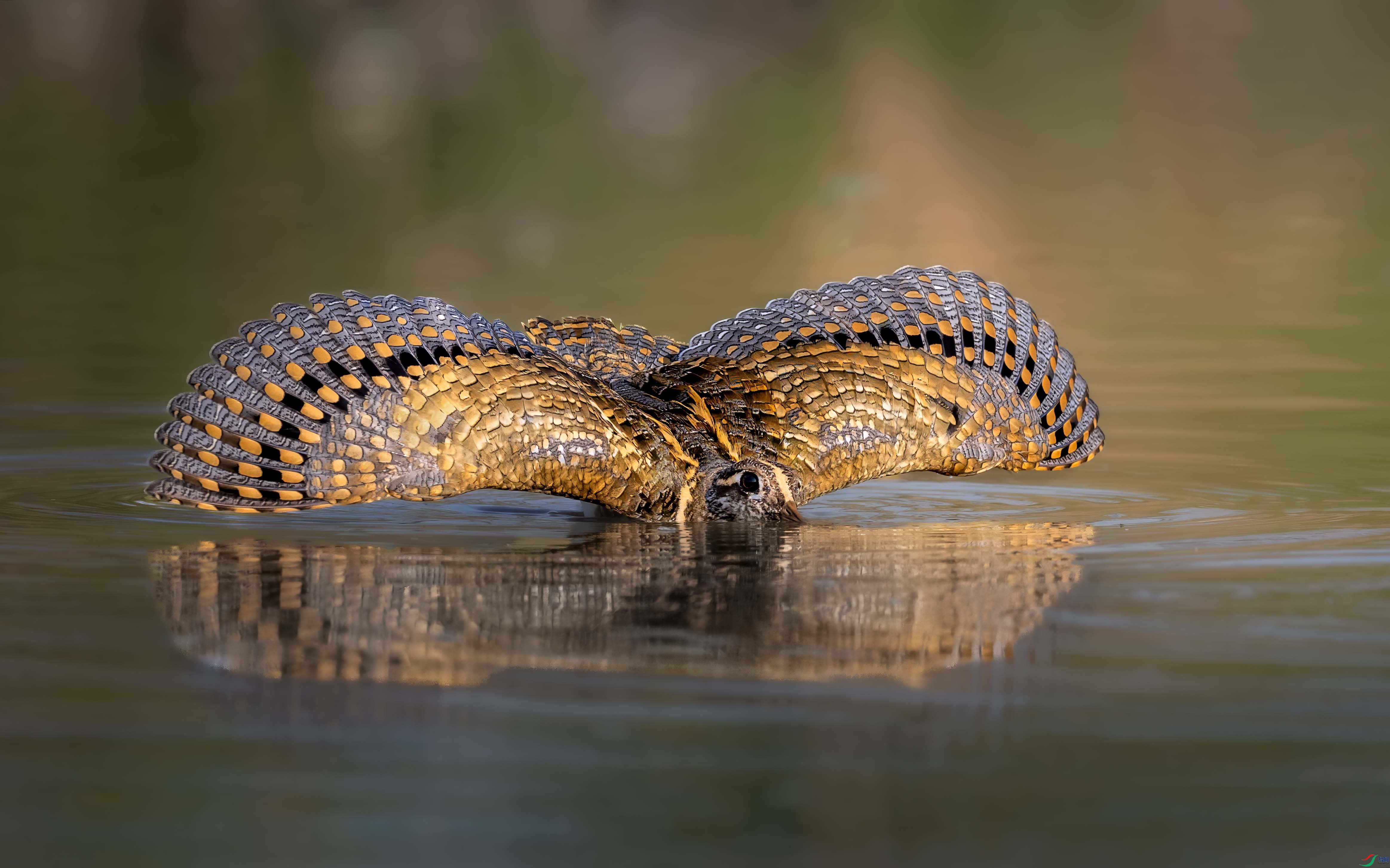 DSC_3760 ����1.jpg