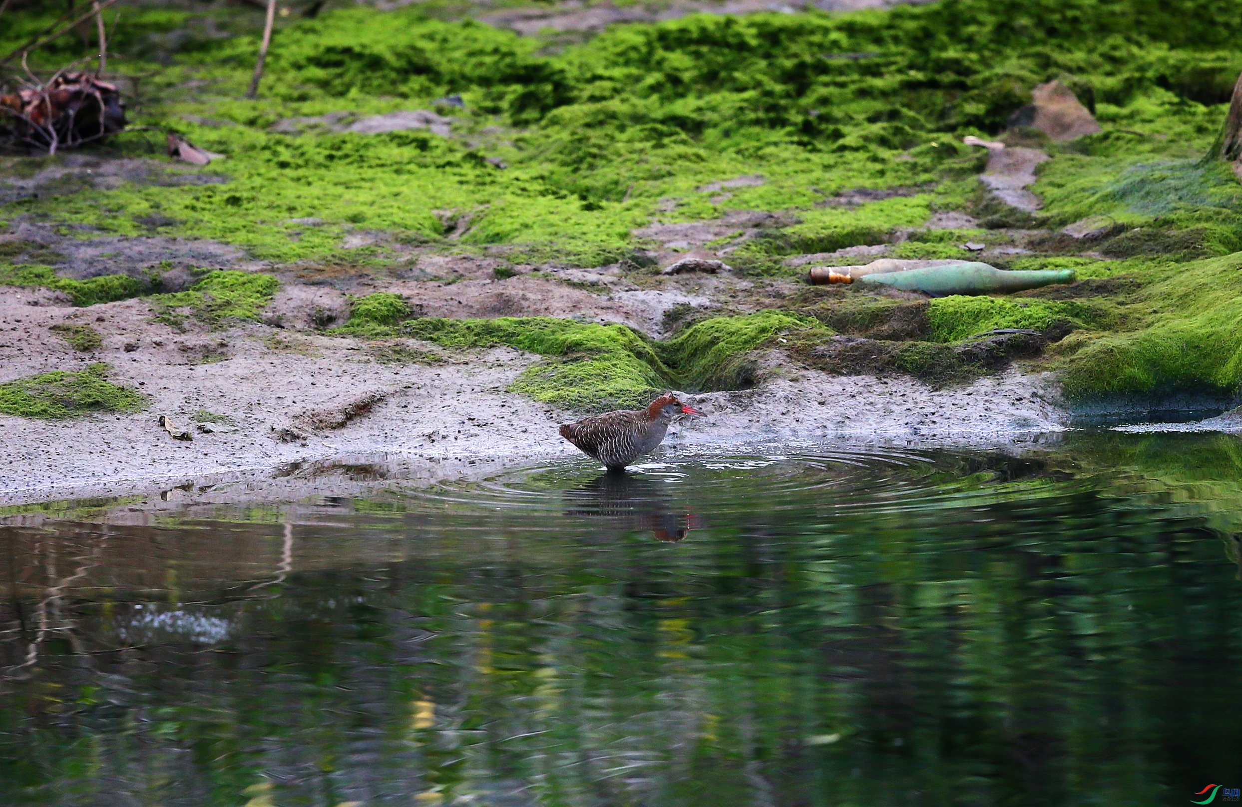 �������� (3).JPG