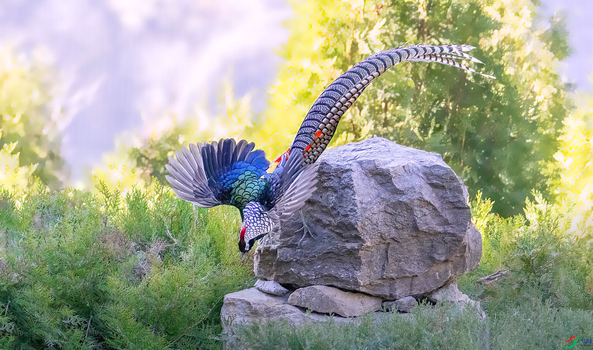 _07A3319 ����-Sha---1 .jpg