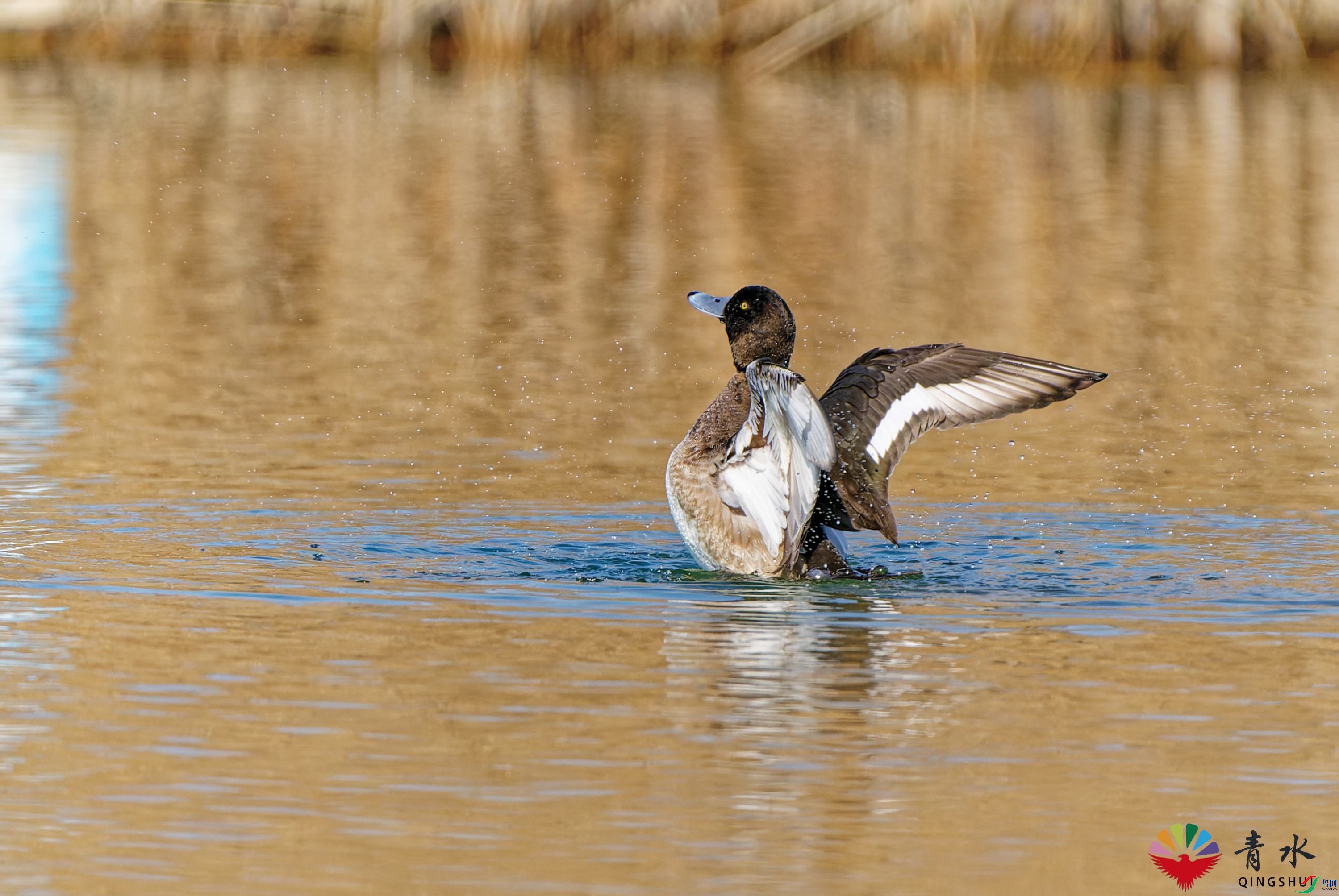 DSC05403_DxO.jpg