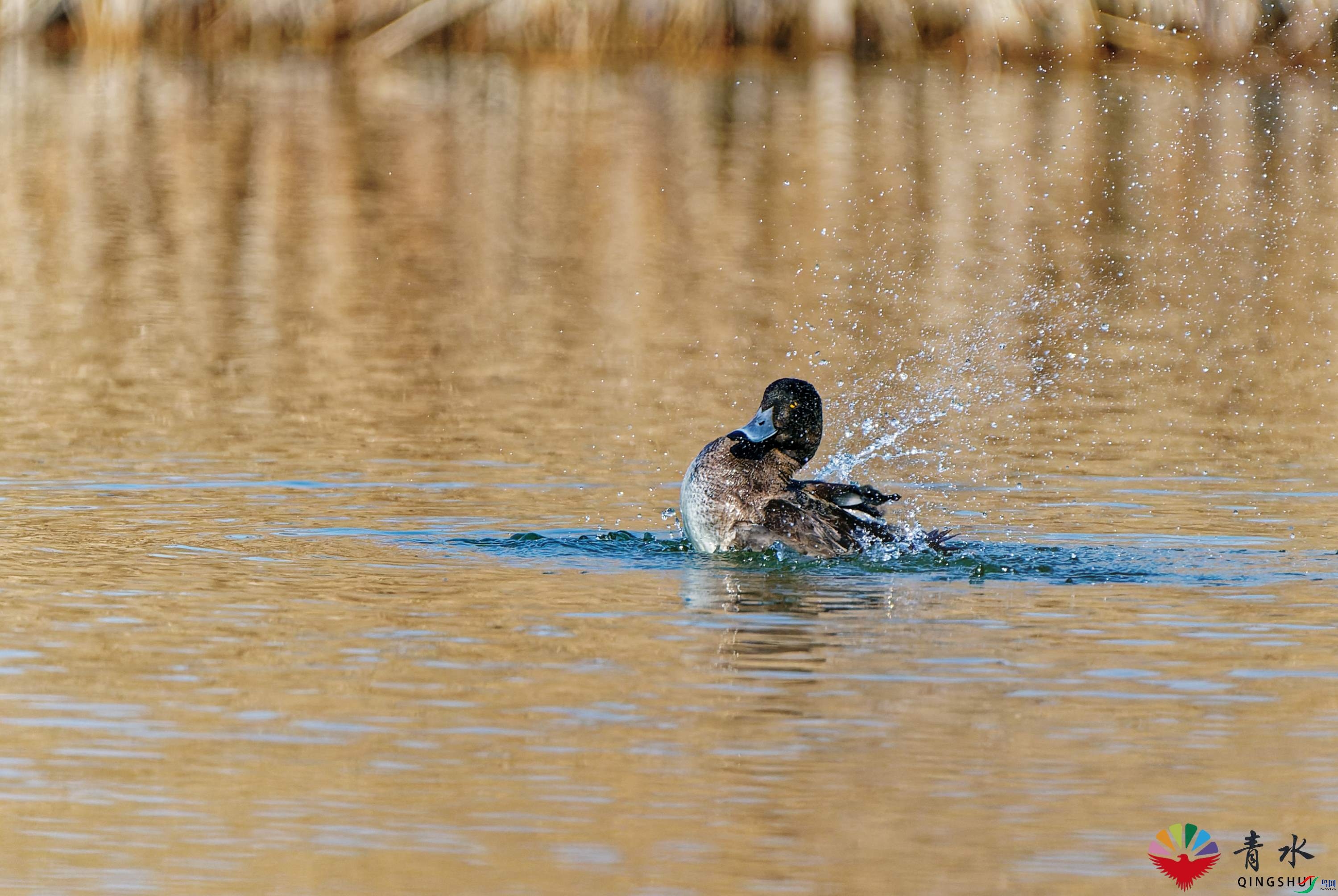 DSC05370_DxO.jpg
