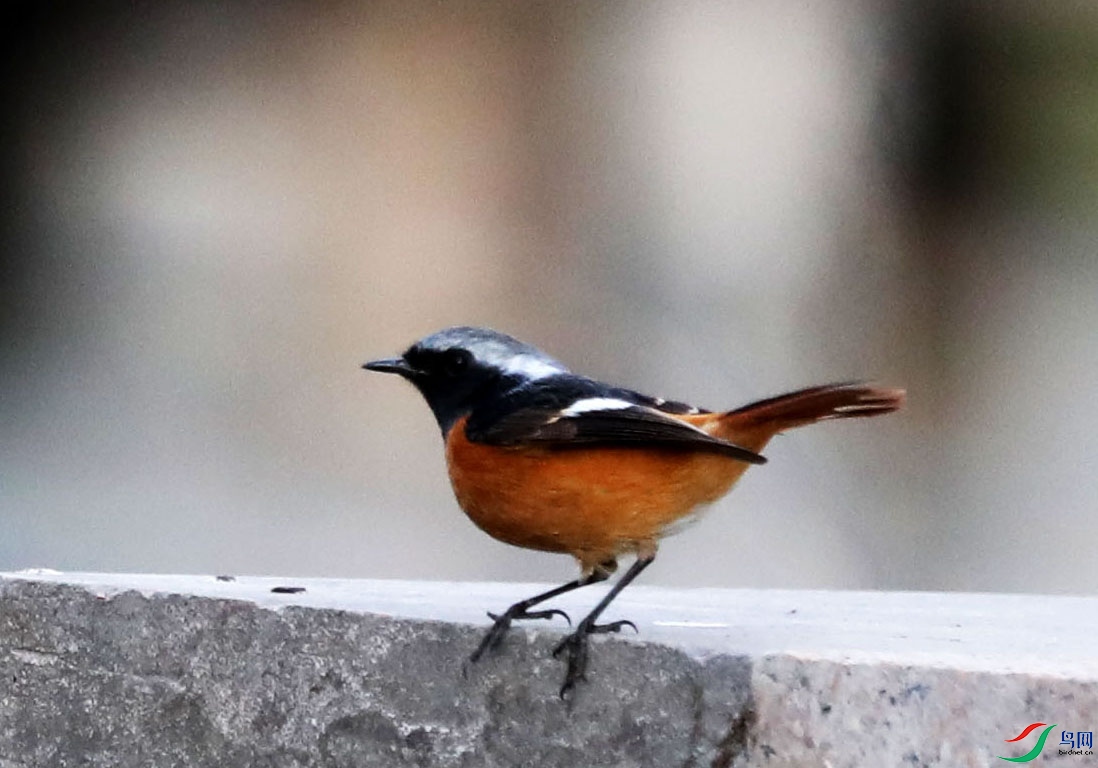 VCG211555567530.jpg
