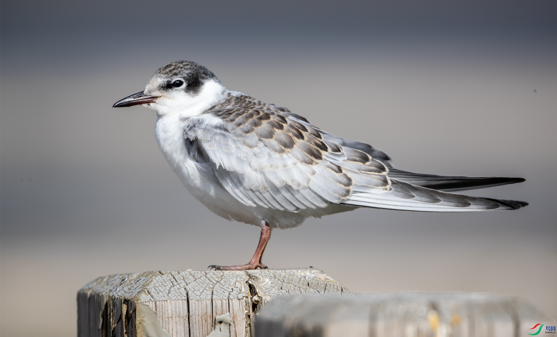 �븡Ÿ81 ����.jpg