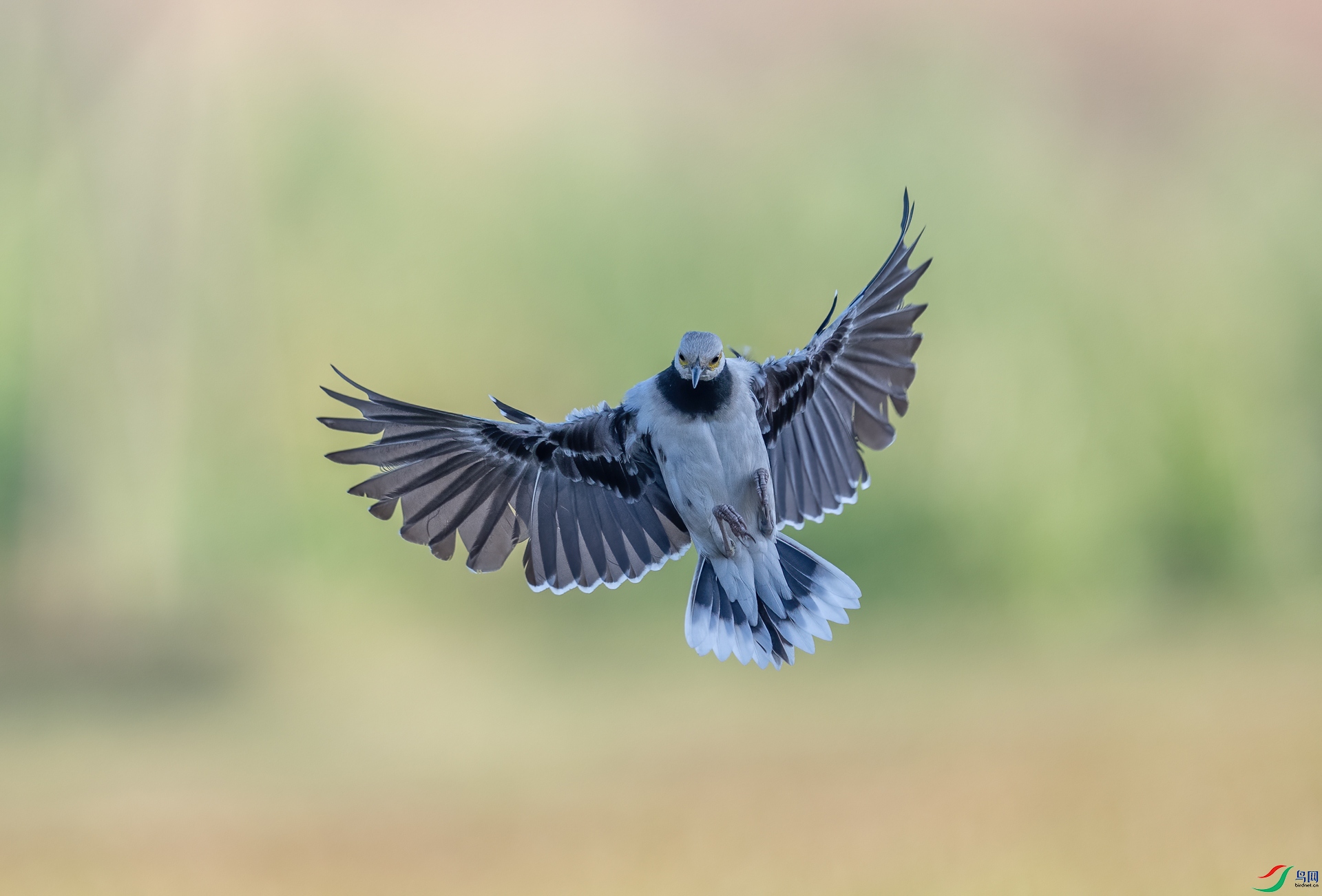 DSC_8042-1.jpg