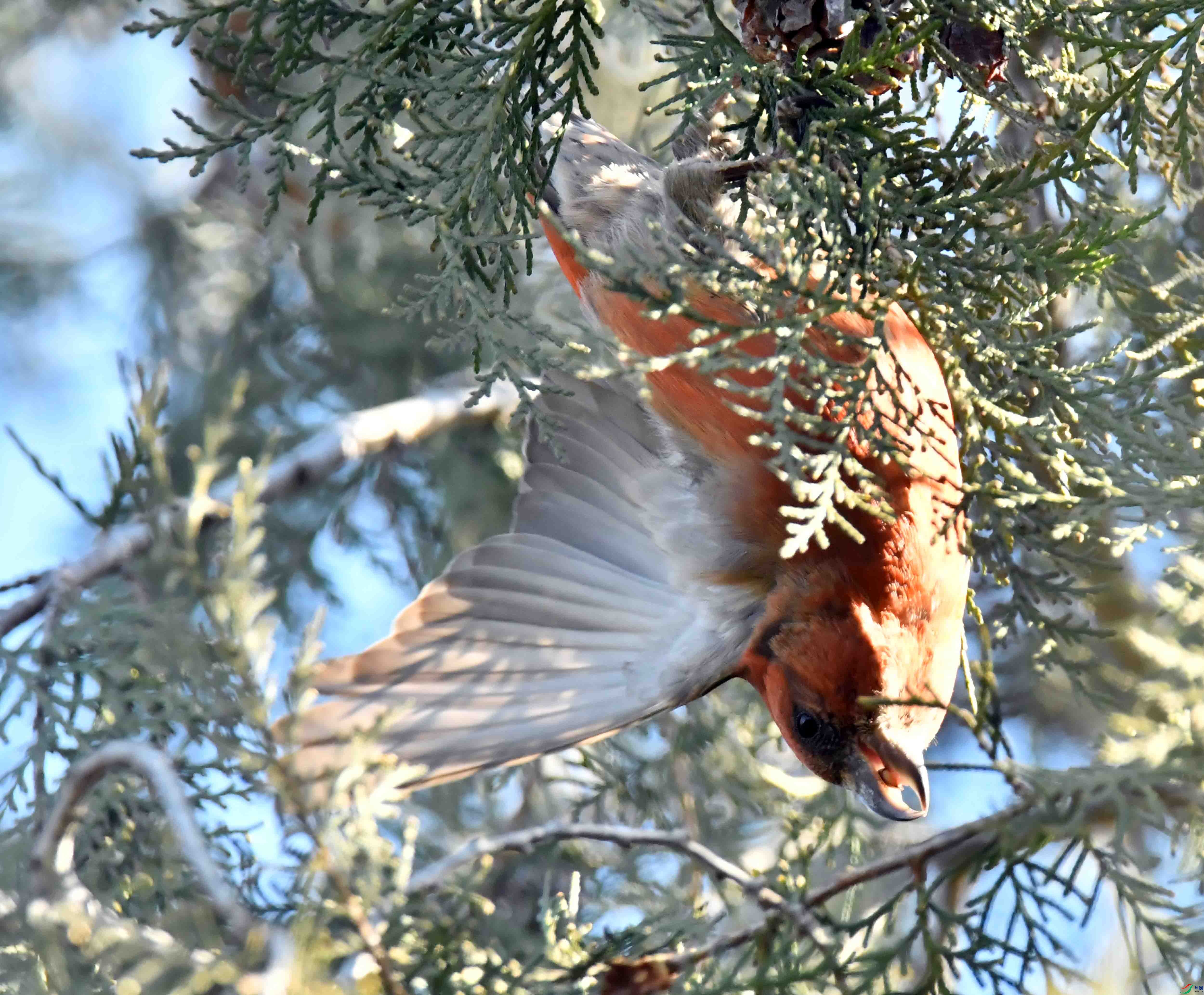 DSC_6596.JPG