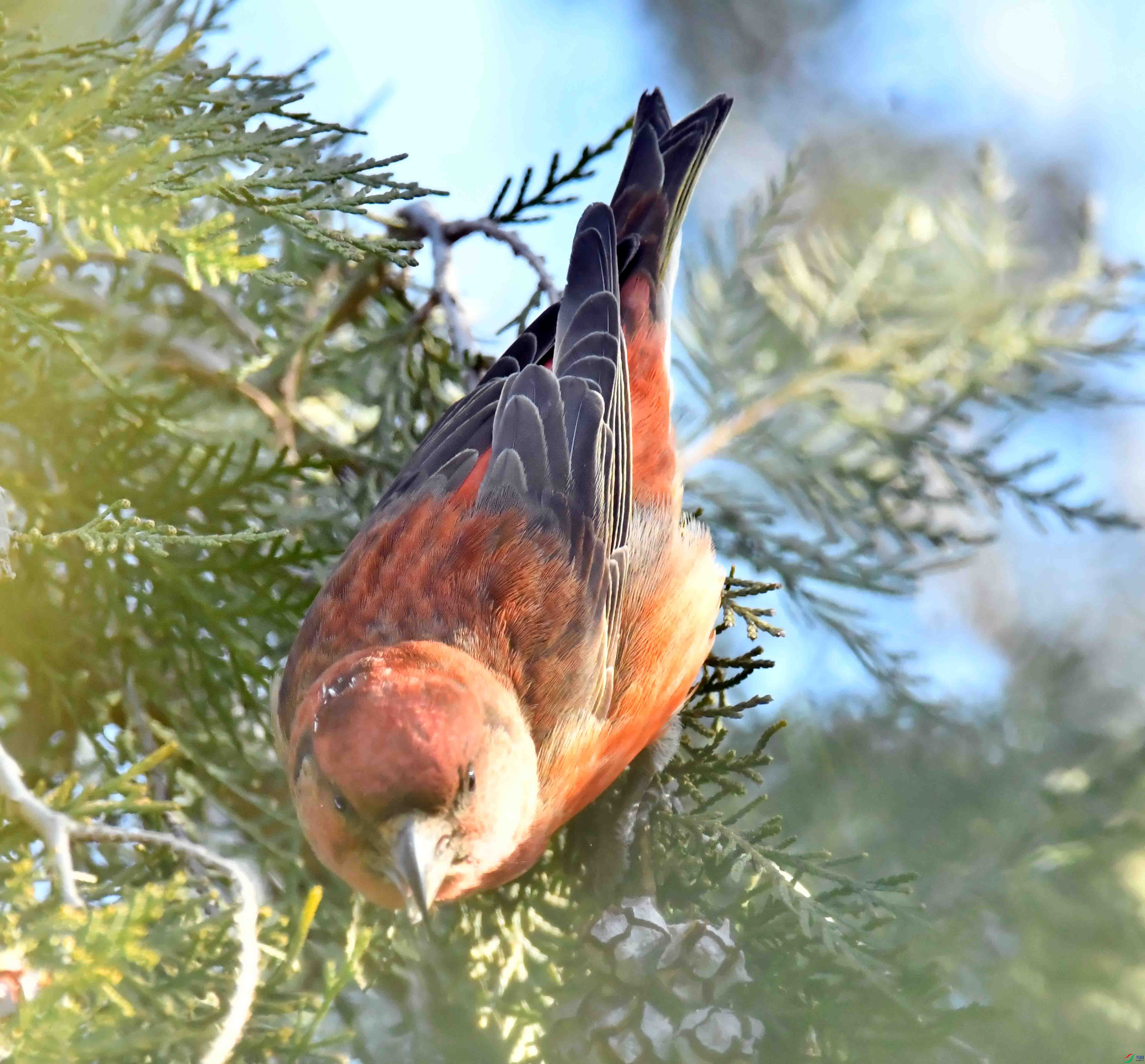 DSC_6821.JPG