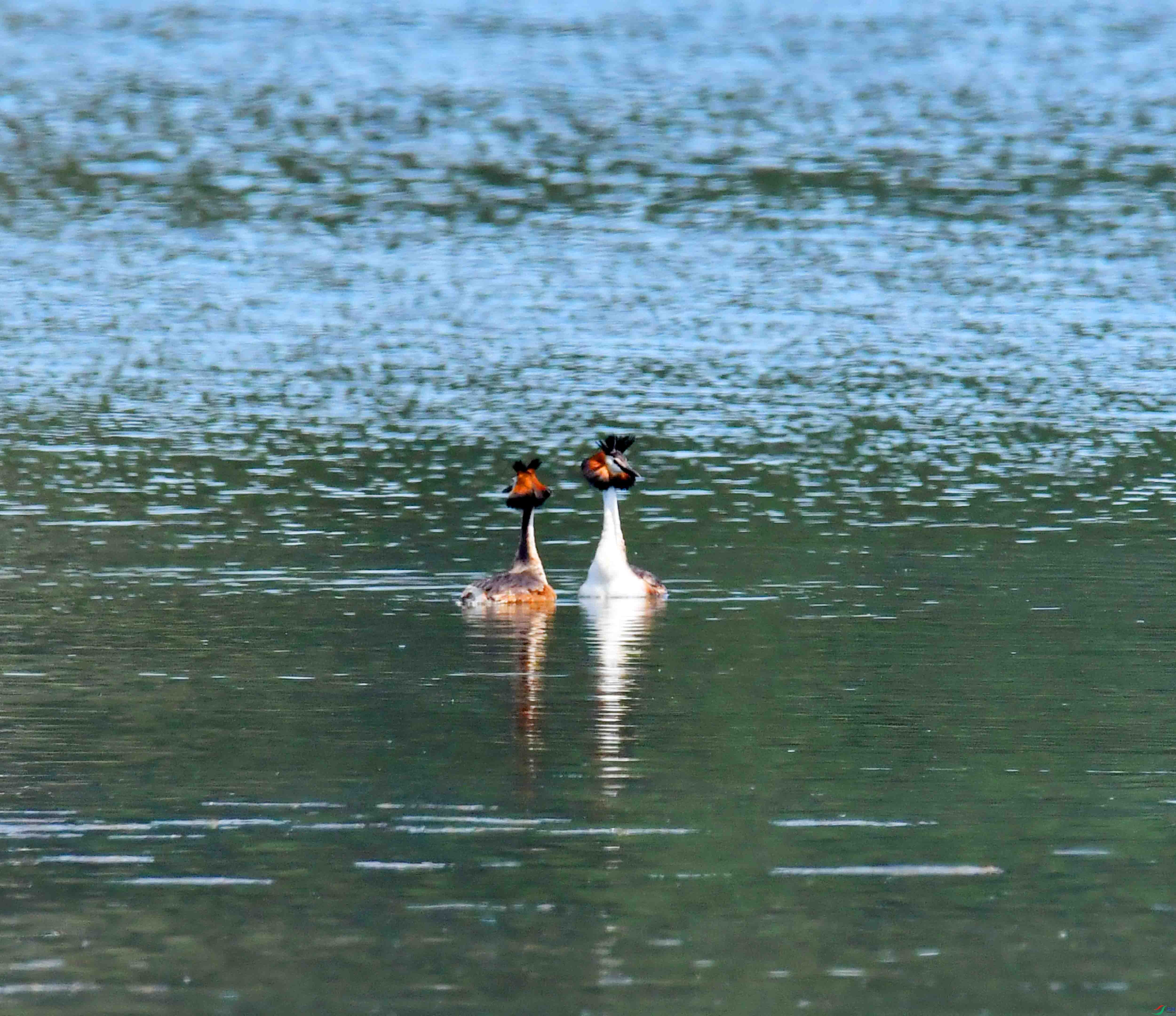 DSC_6470.JPG