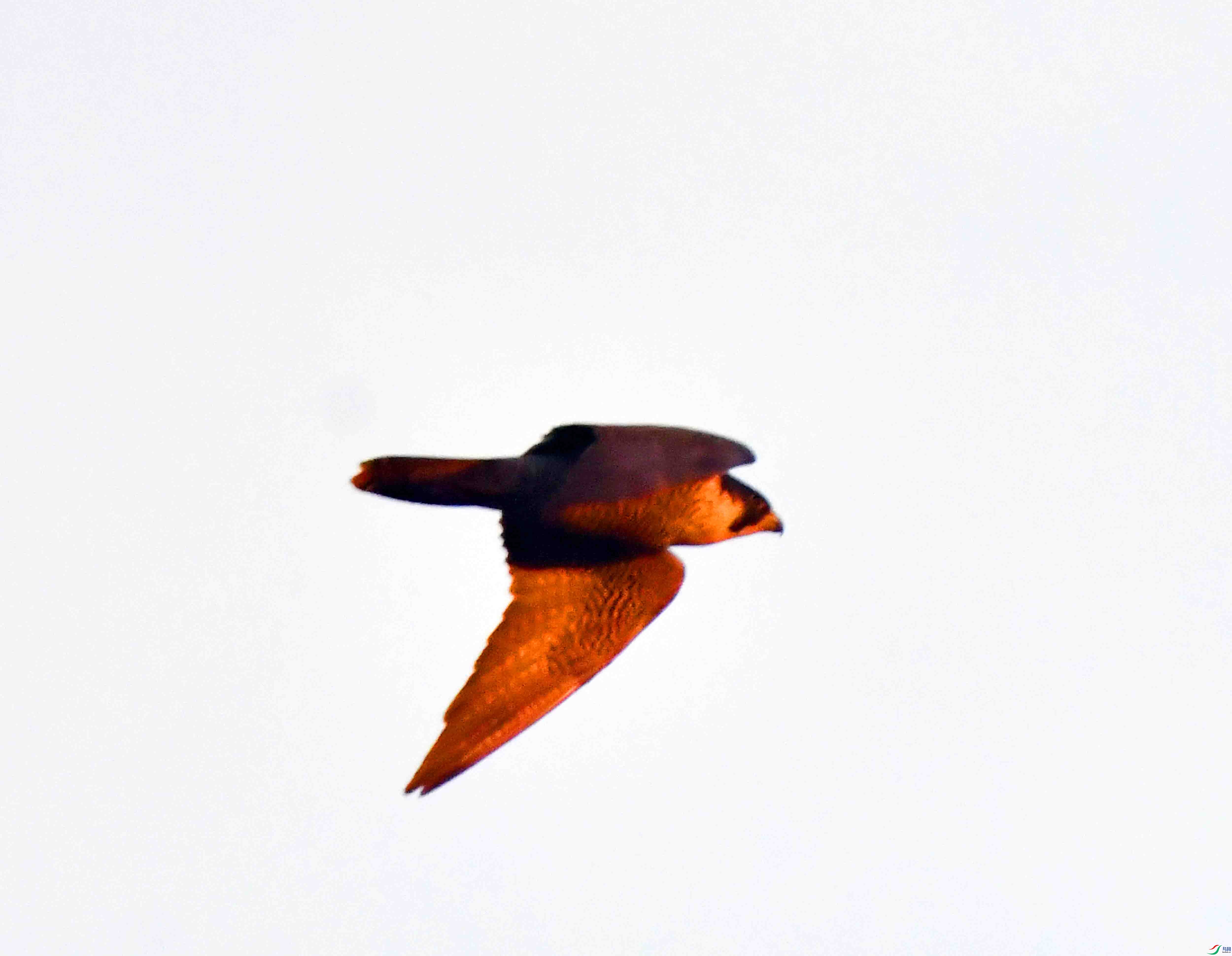 DSC_3046.JPG