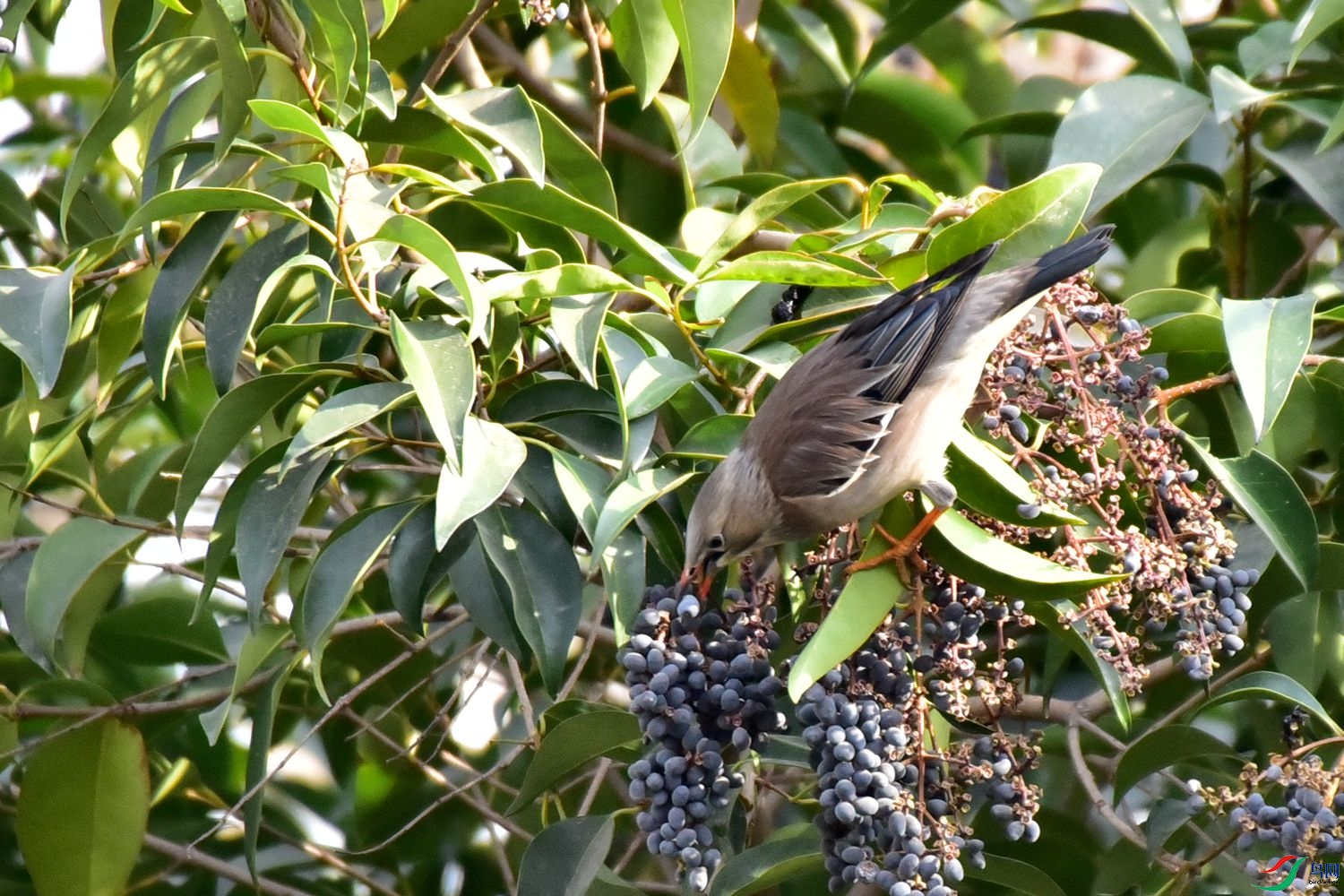 DSC_9771.JPG
