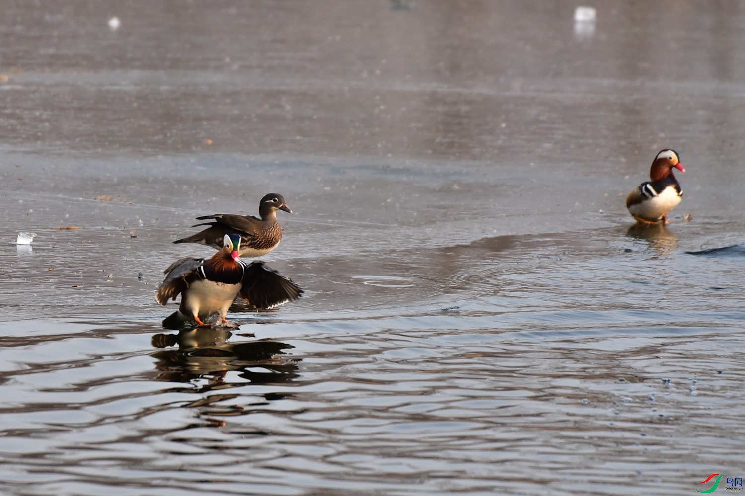 DSC_7186.JPG