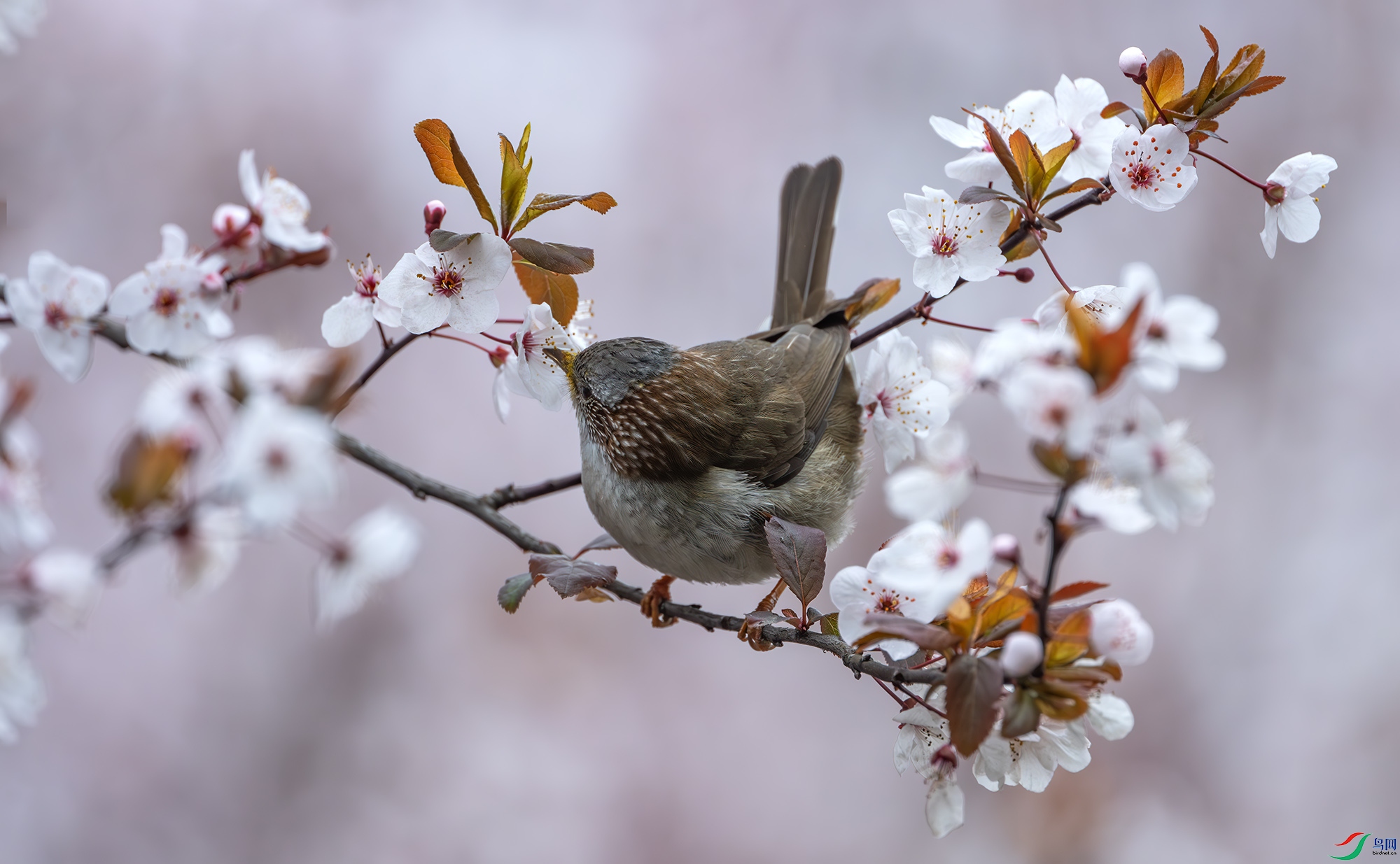 DSC_8644-����ǿ-NR ����.jpg