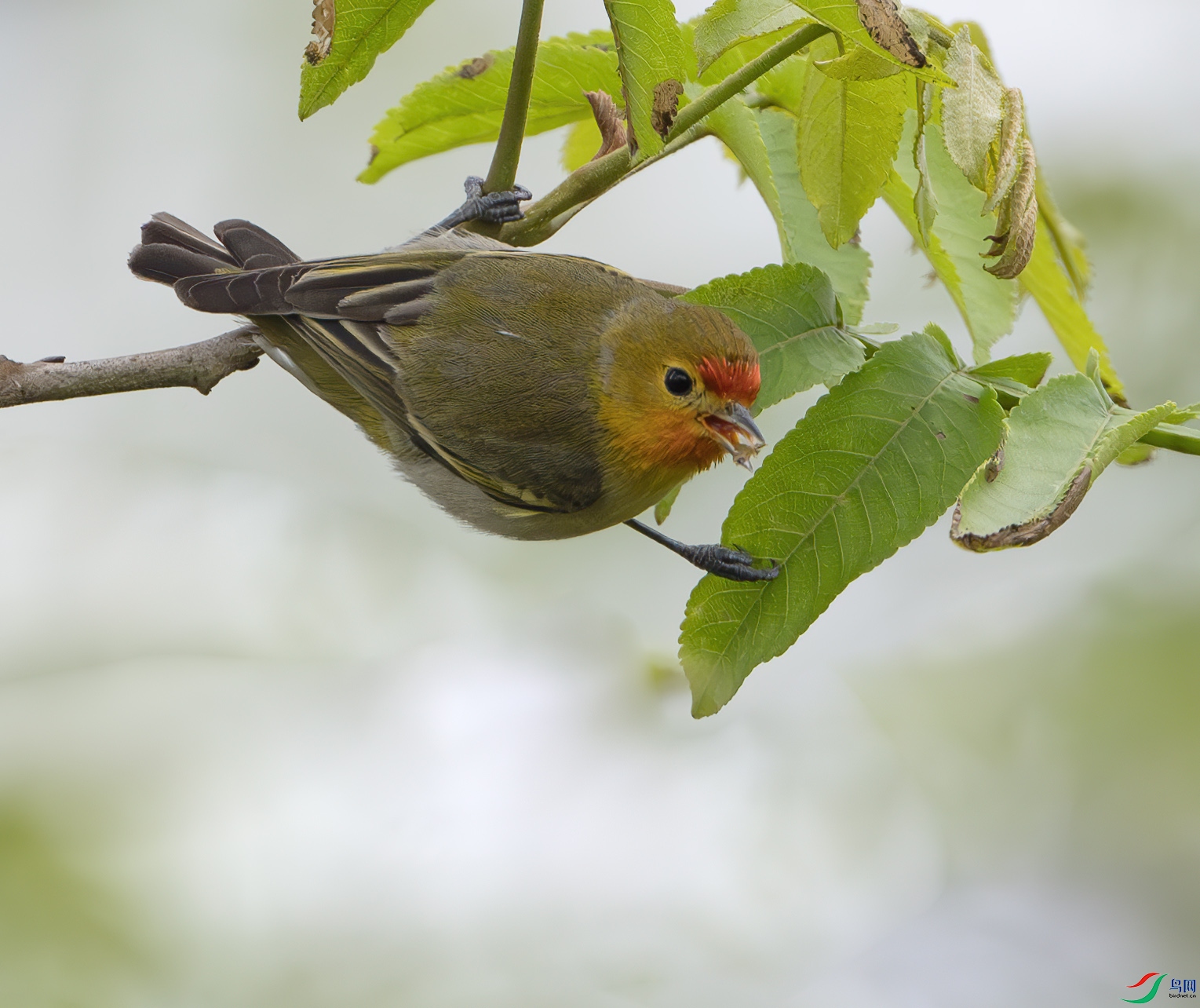 DSC_0923-����ǿ-NR ����.jpg