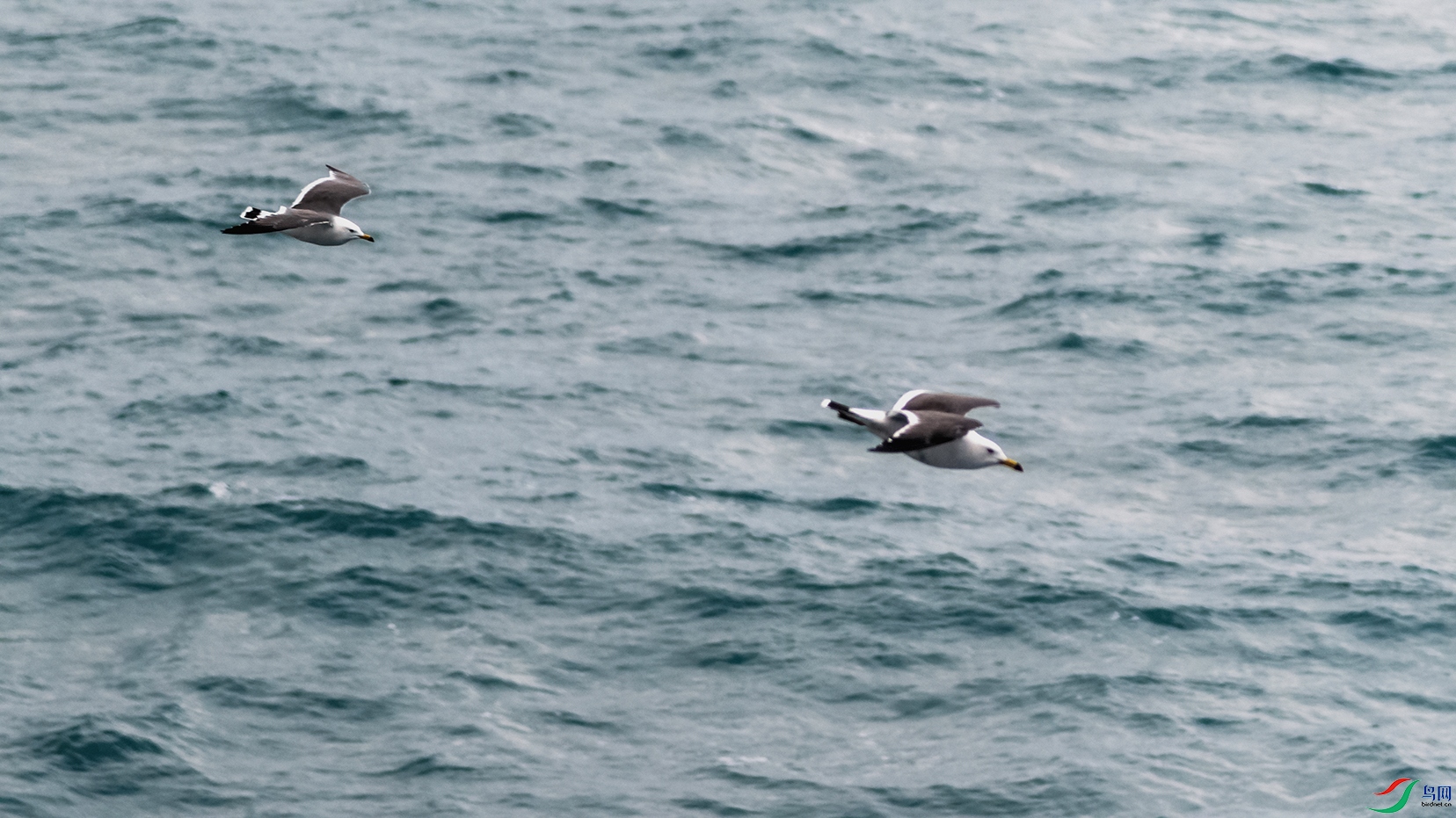 DSC_0715_DxOa.jpg