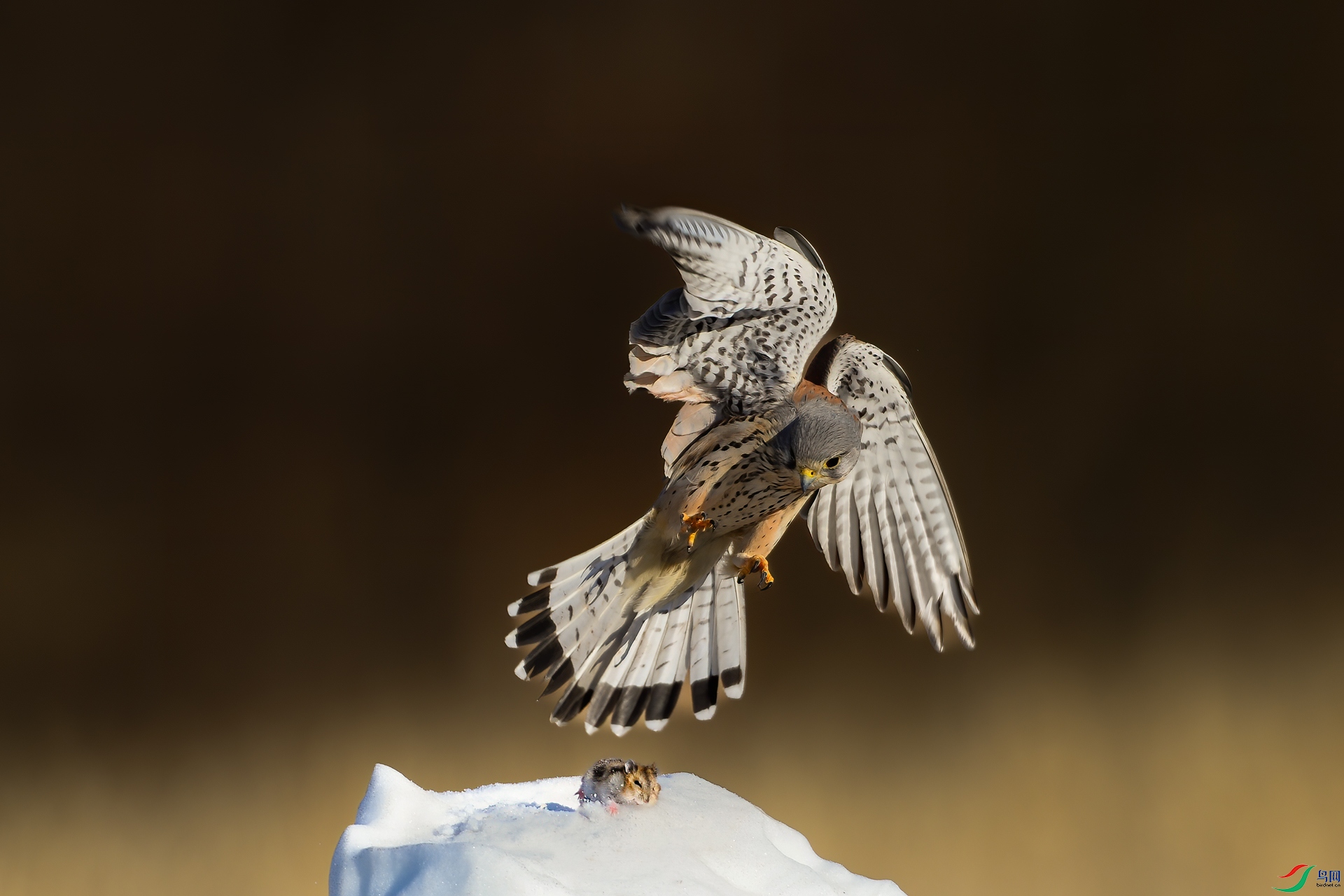 DSC_923013.jpg