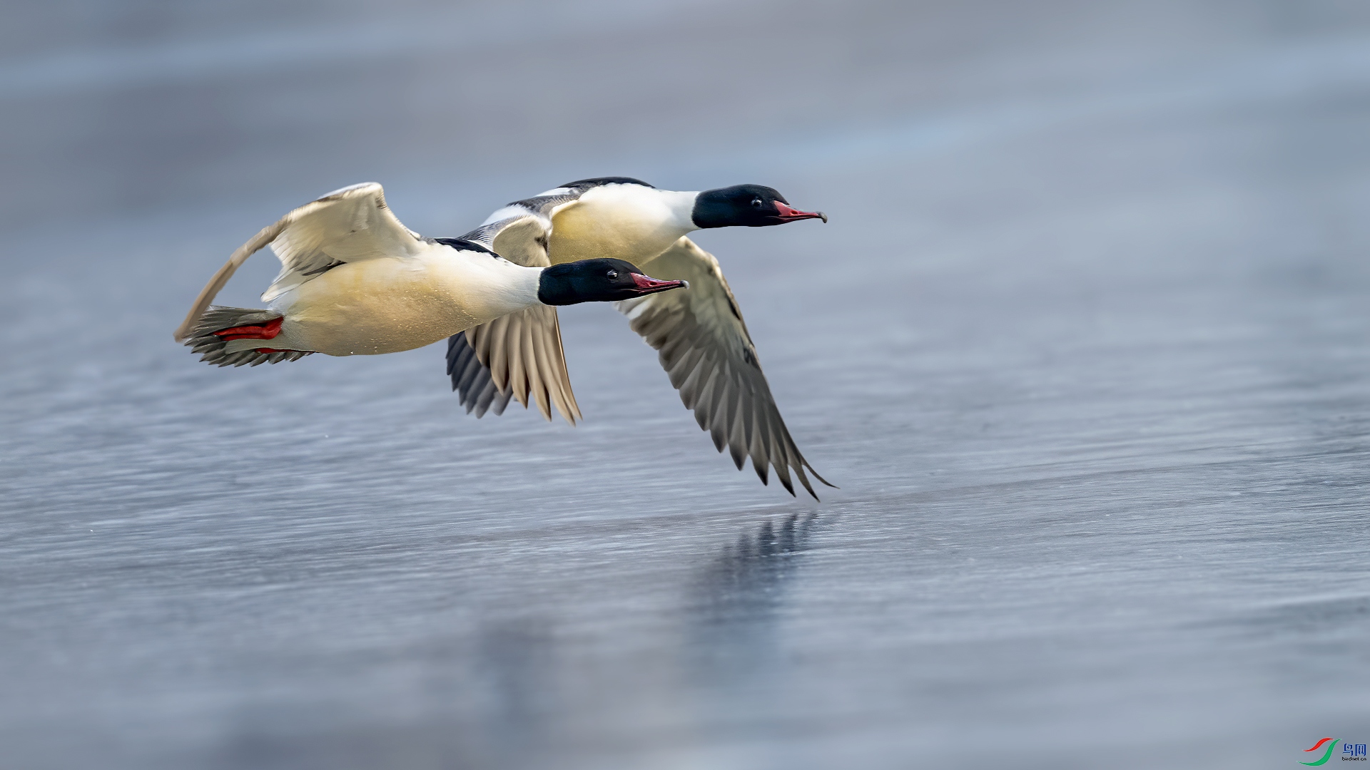 DSC_3739-1.jpg