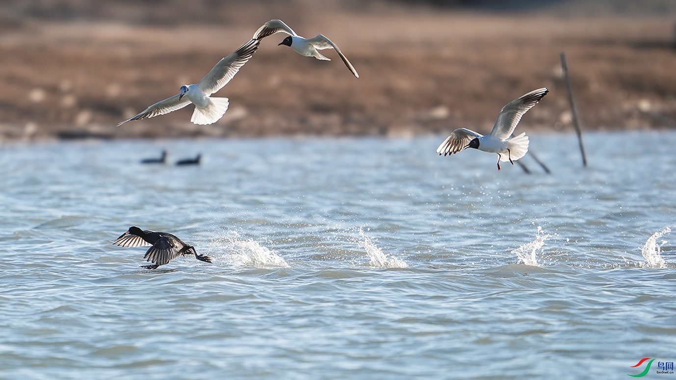 DSC05476 ����.jpg