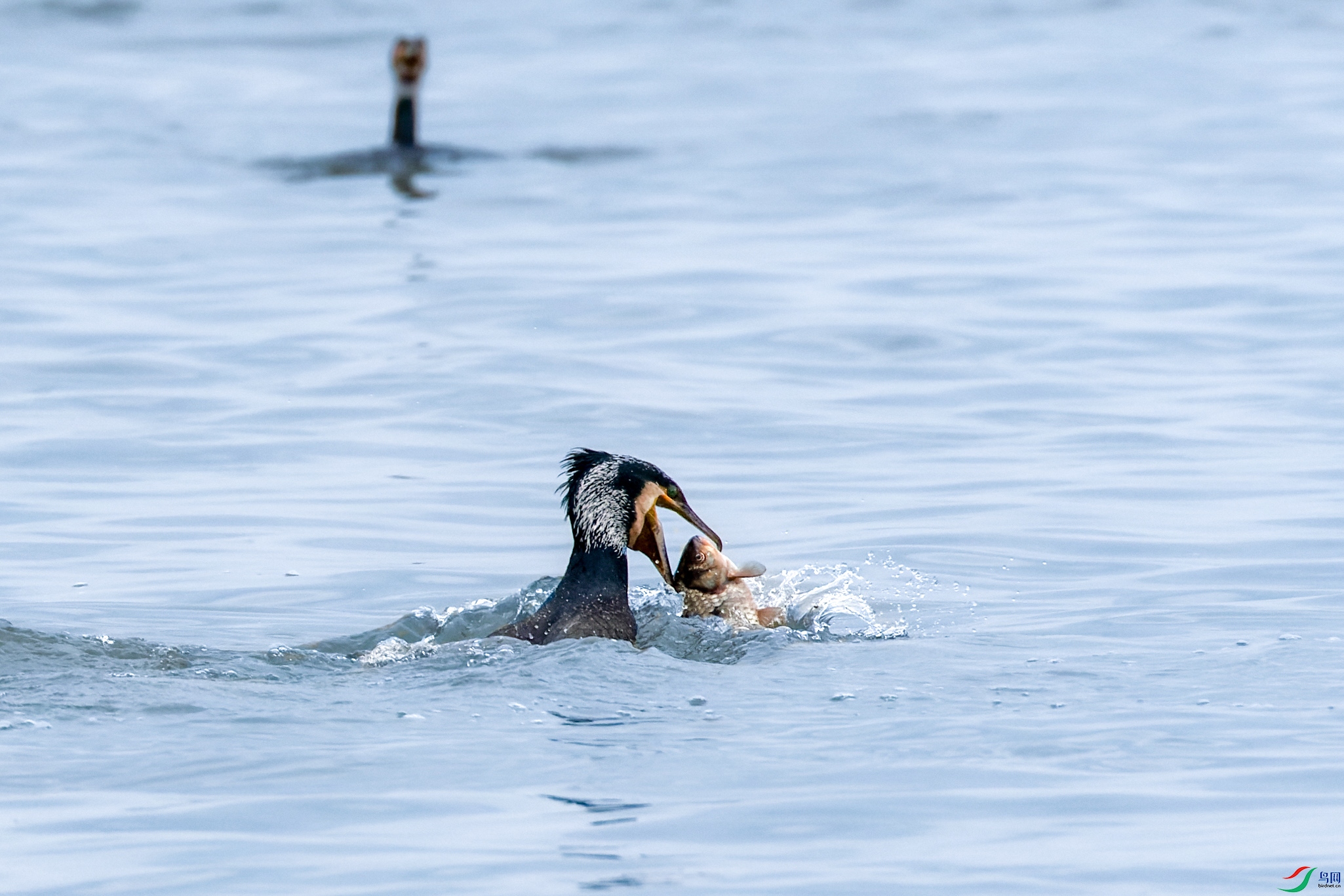 7D2_1468-CR2_DxO_DeepPRIME-1.jpg