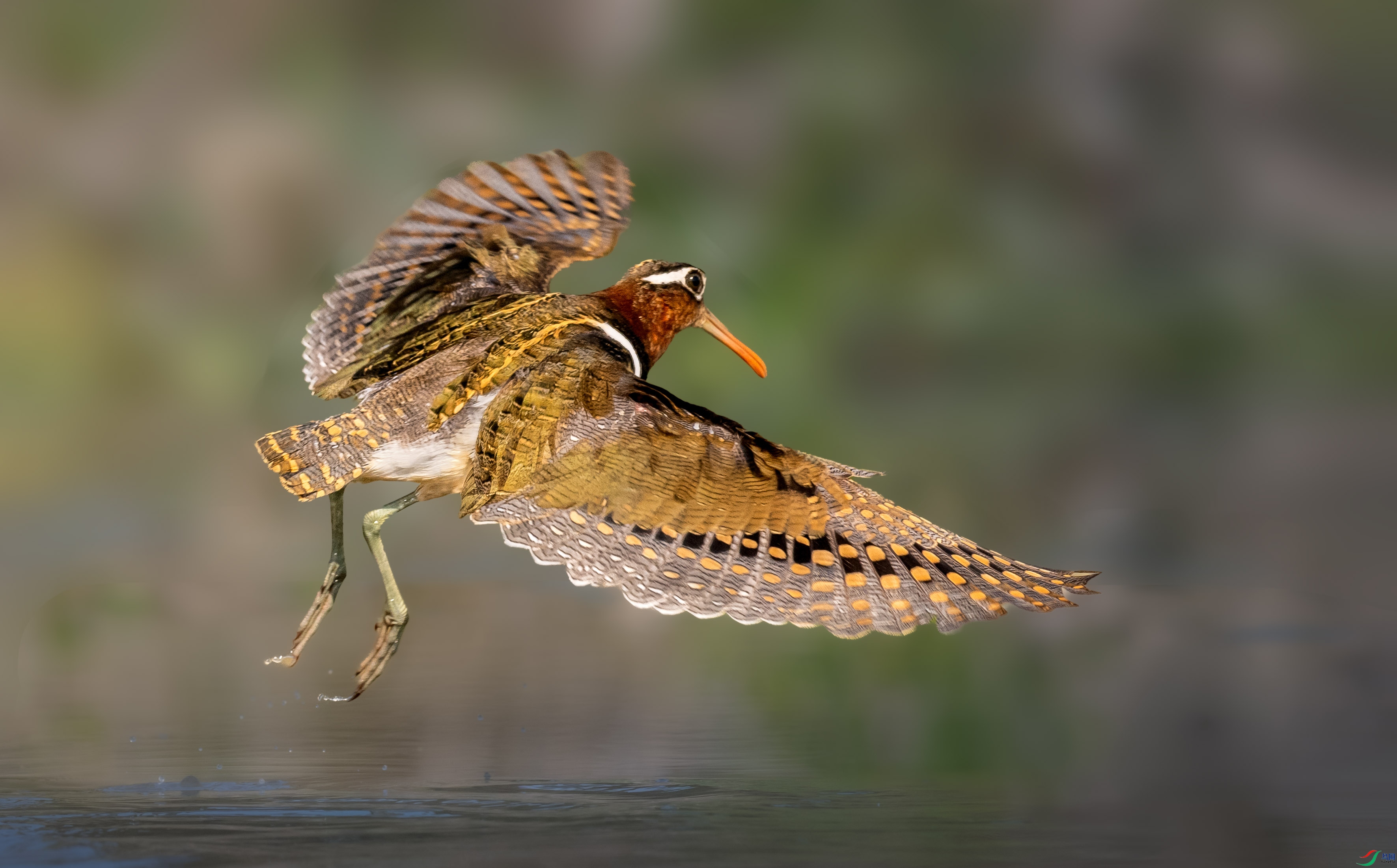 DSC_3489 ����4.jpg