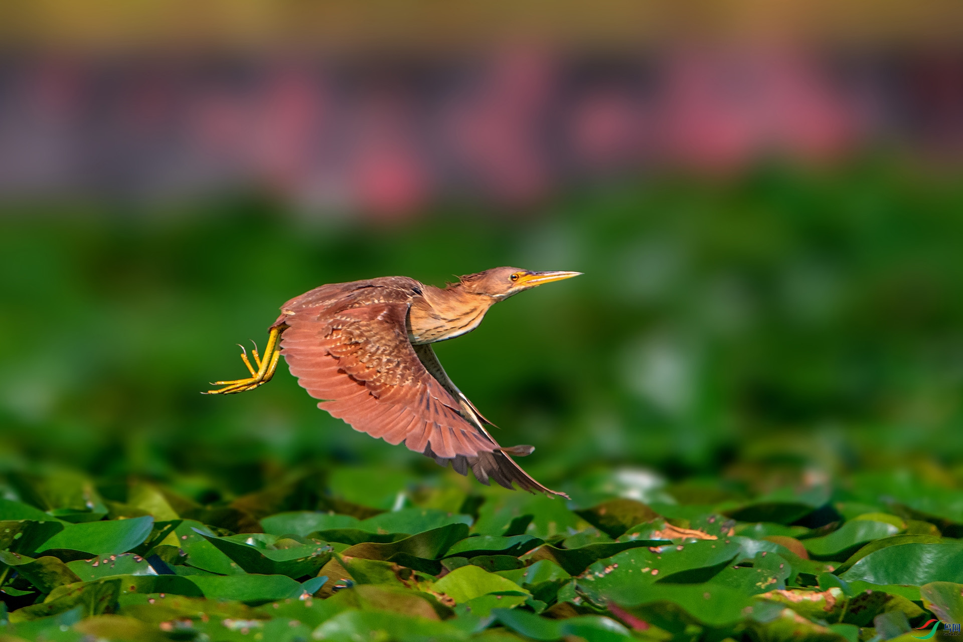 _AUU9106��έ�Z(24.8.13).jpg