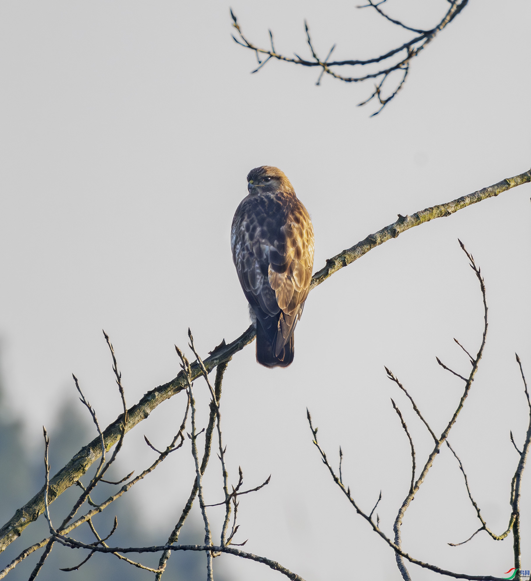 2I1A7367-����ǿ-NR ����.jpg