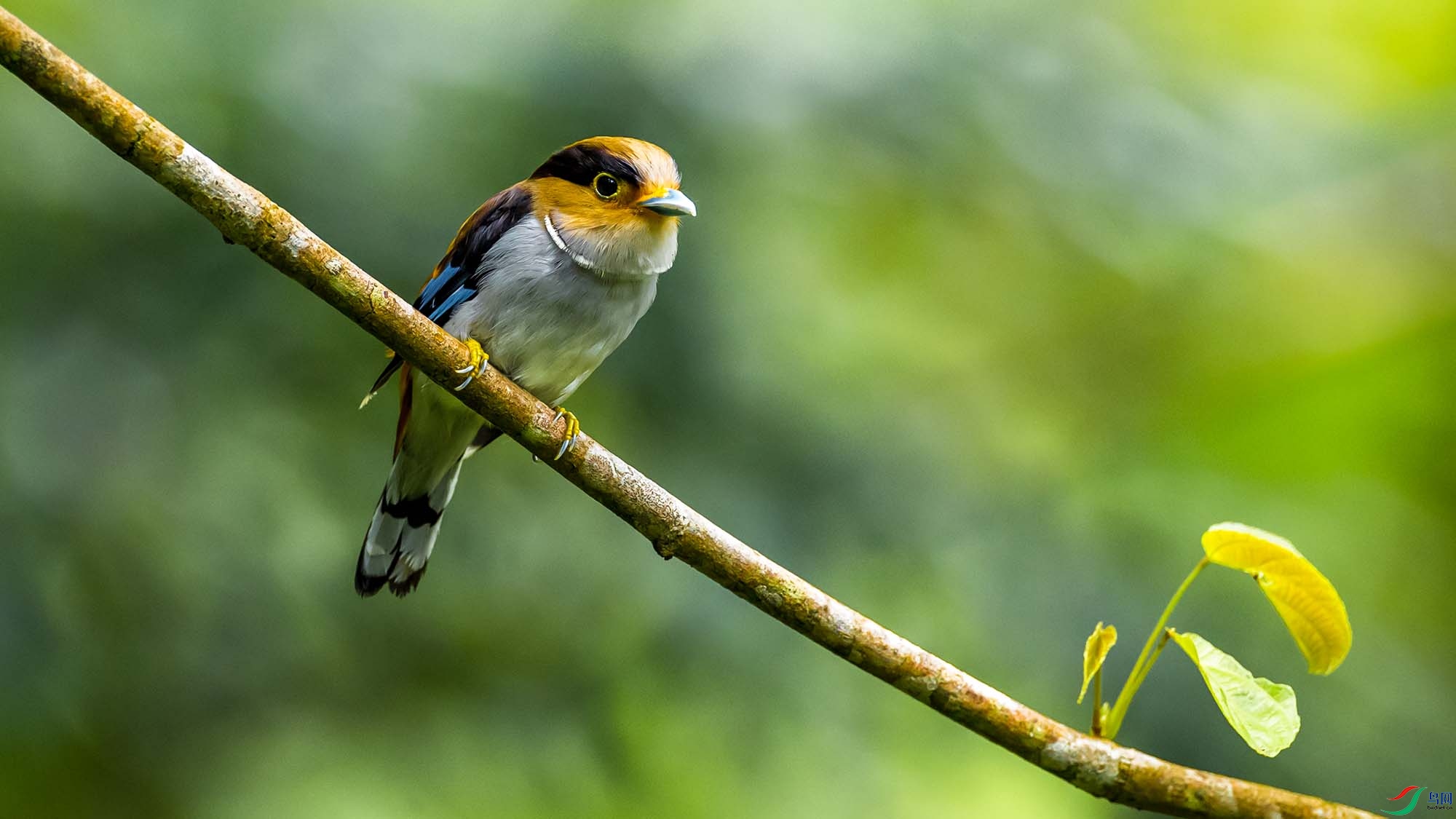 ����˿����