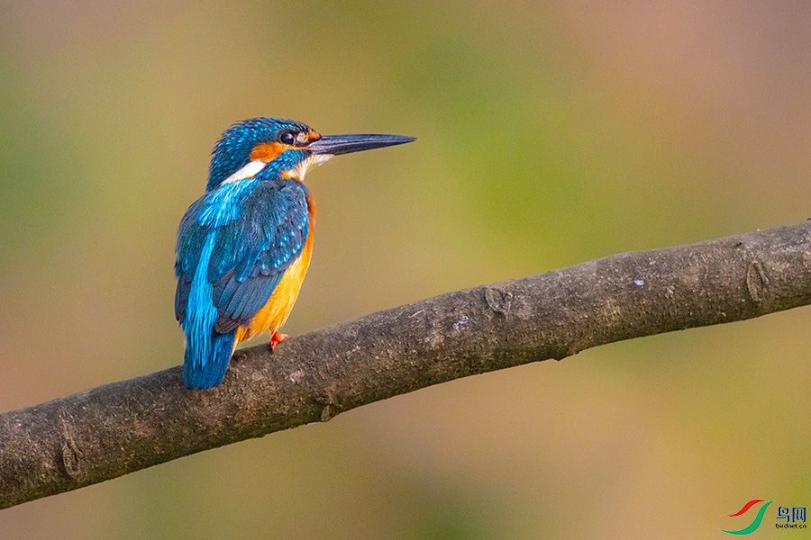 0R5A0418 ����.jpg