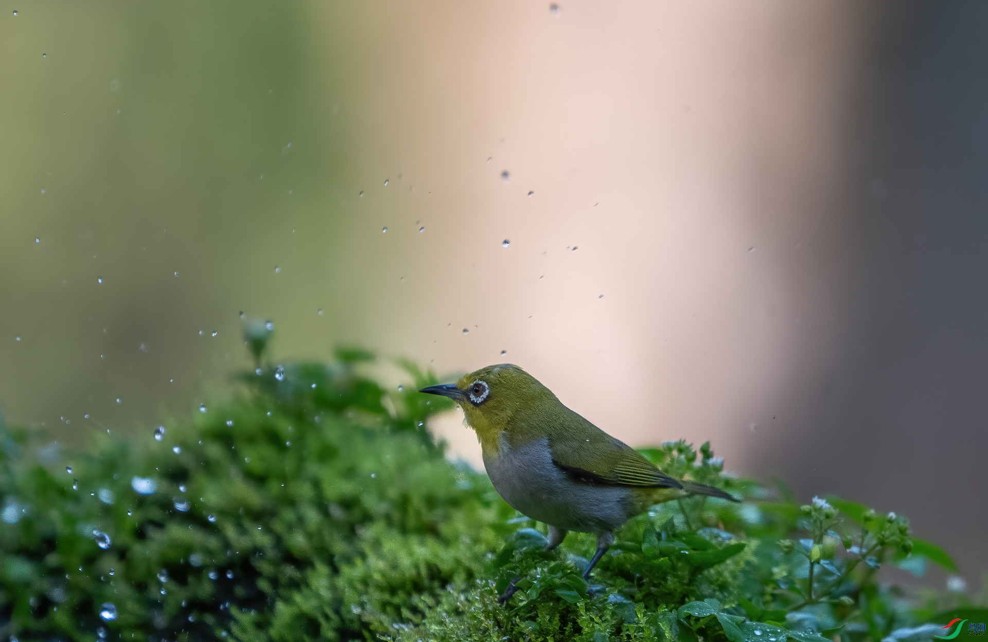 DSC_0491-1.jpg