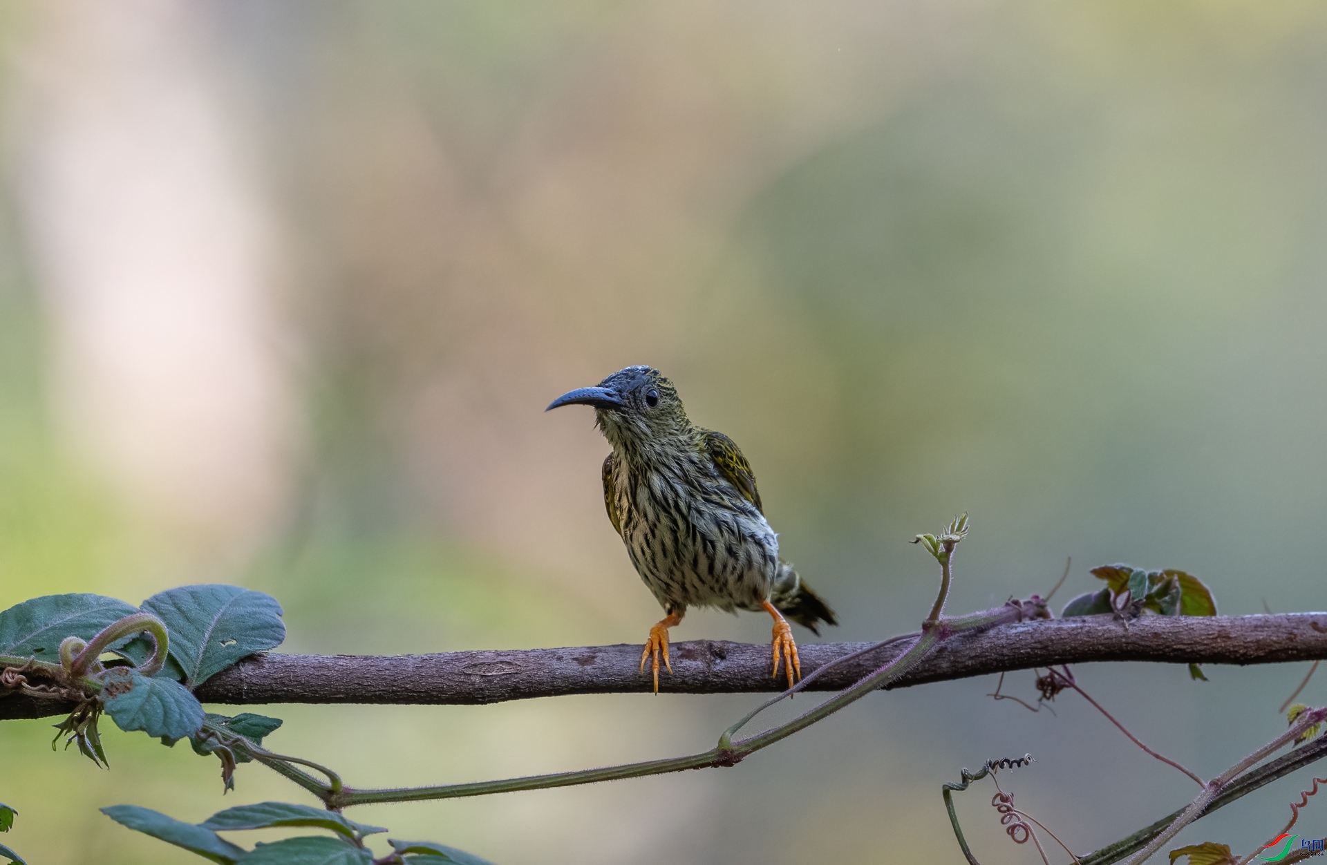 DSC_0931-1.jpg