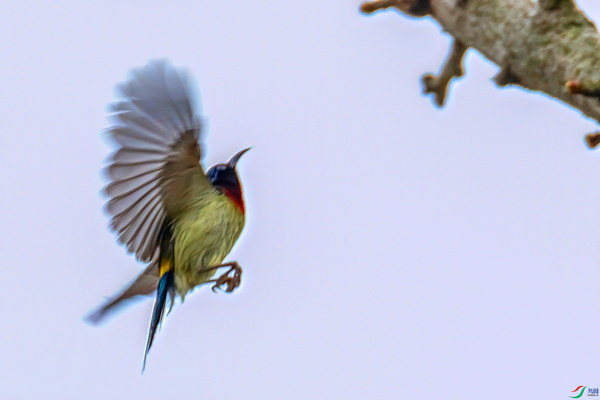 060A2802 ����-Sha--22  .jpg