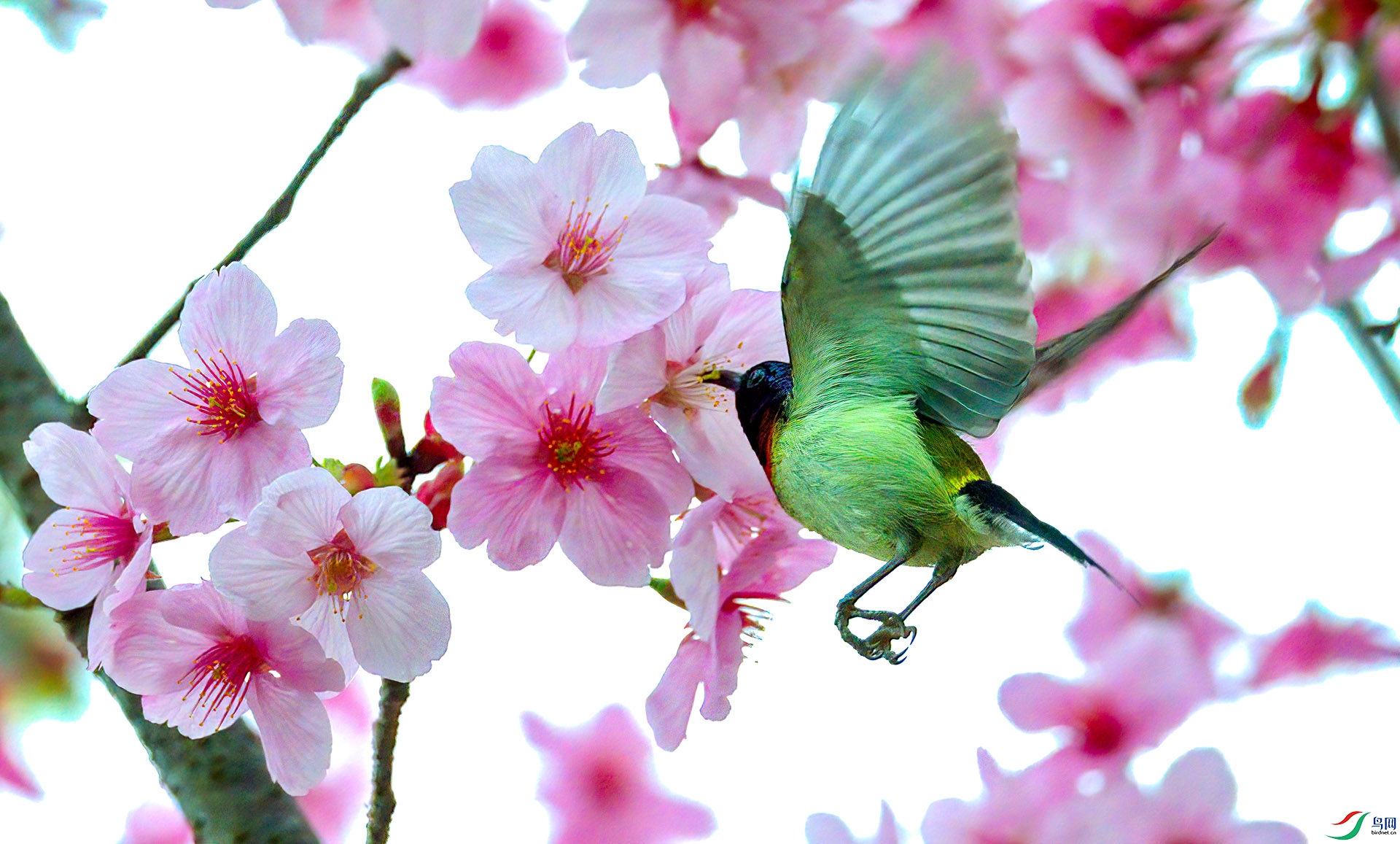 060A5477-����ǿ-NR_1-Sha---1 .jpg