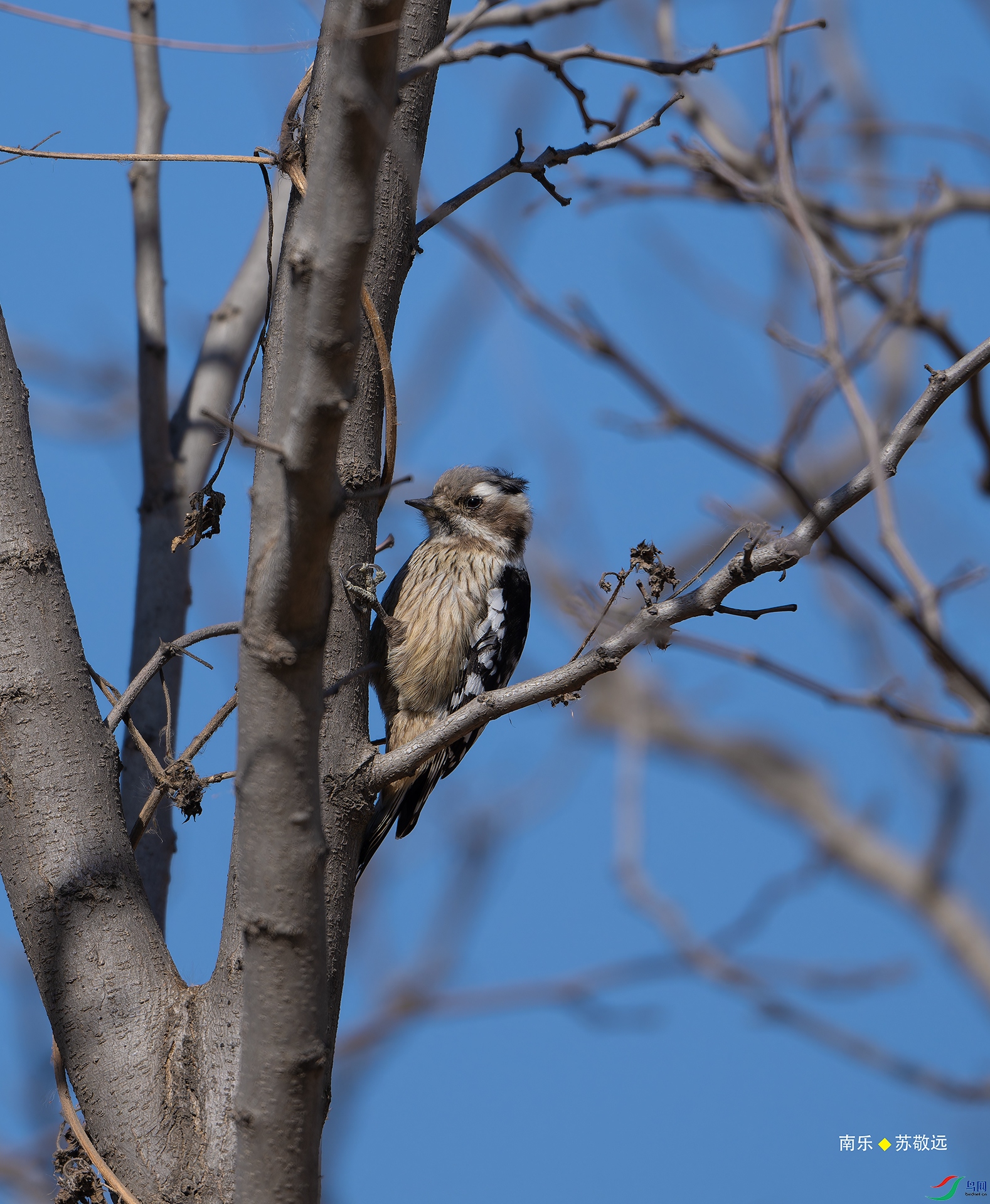 _DSC5340-NEF_DxO_С.jpg