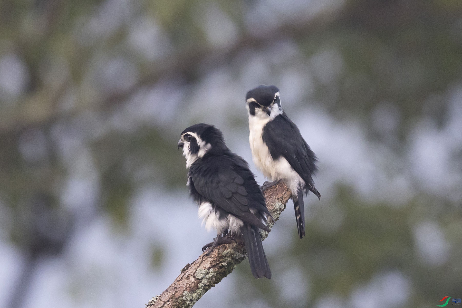 ����С��