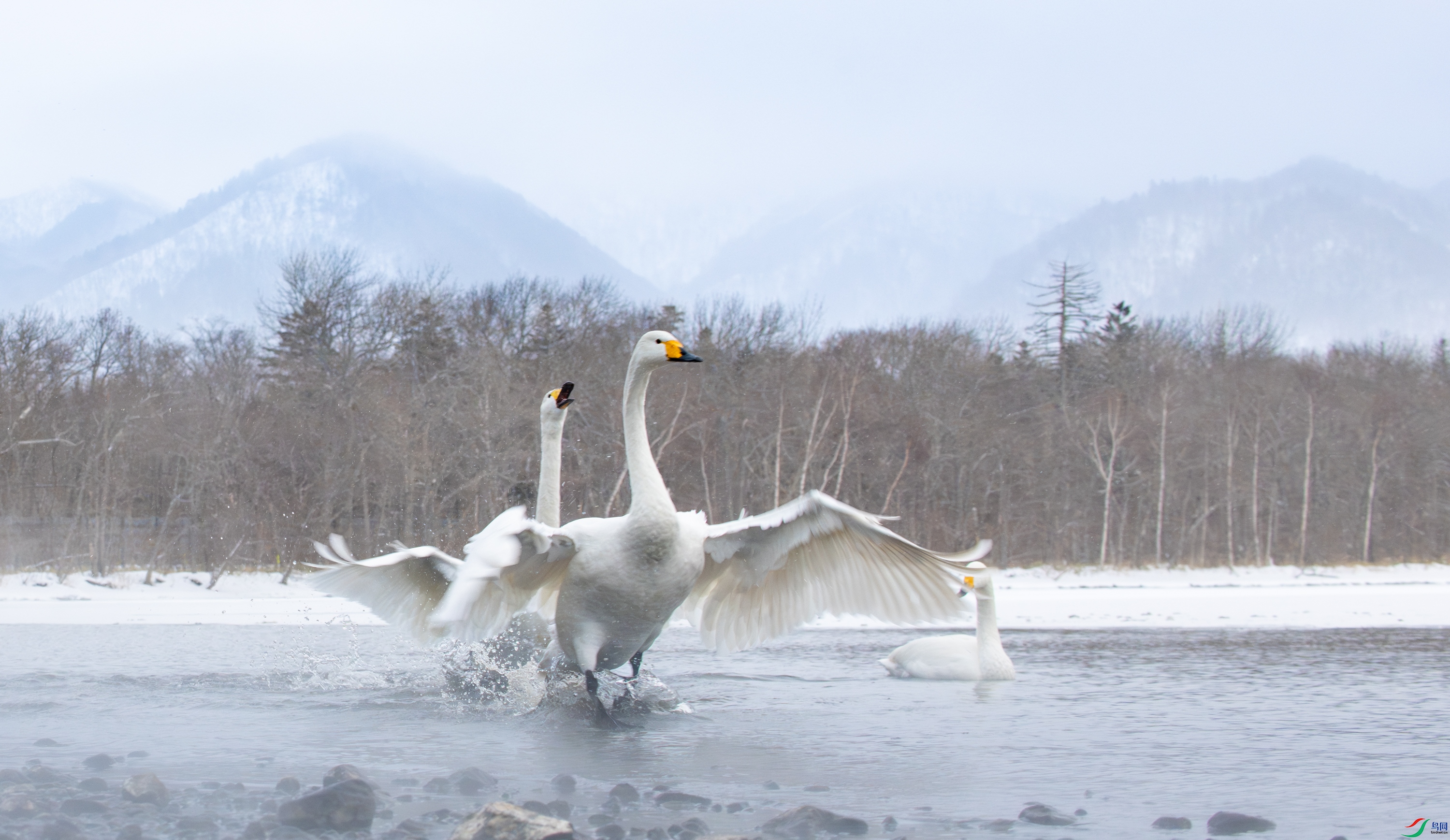 DSC_7152-����ǿ-NR-11.jpg