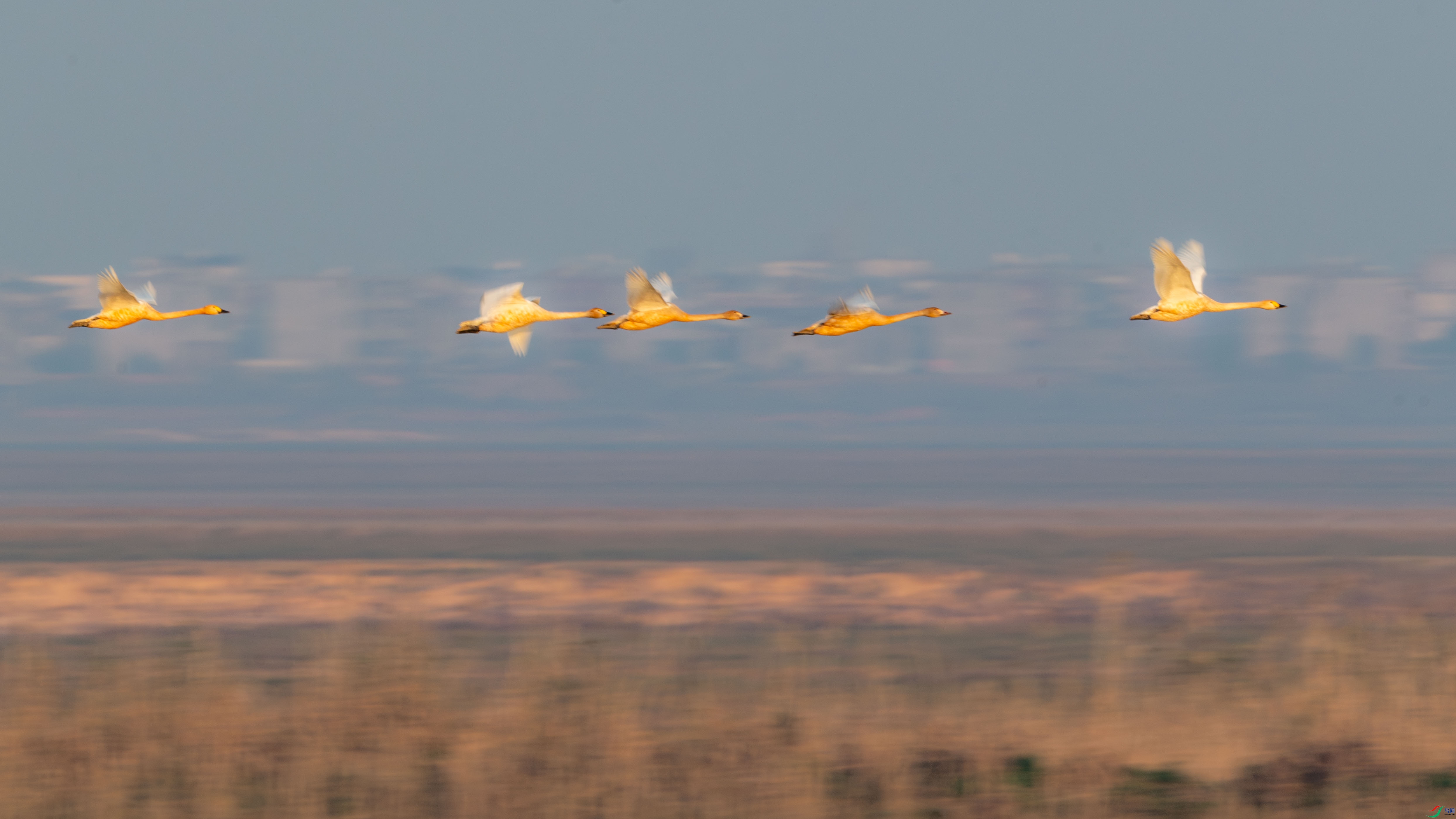 DSC_3955-����ǿ-NR.JPG