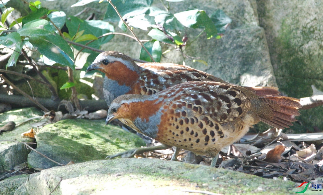 DSC_2589zz_������С.jpg