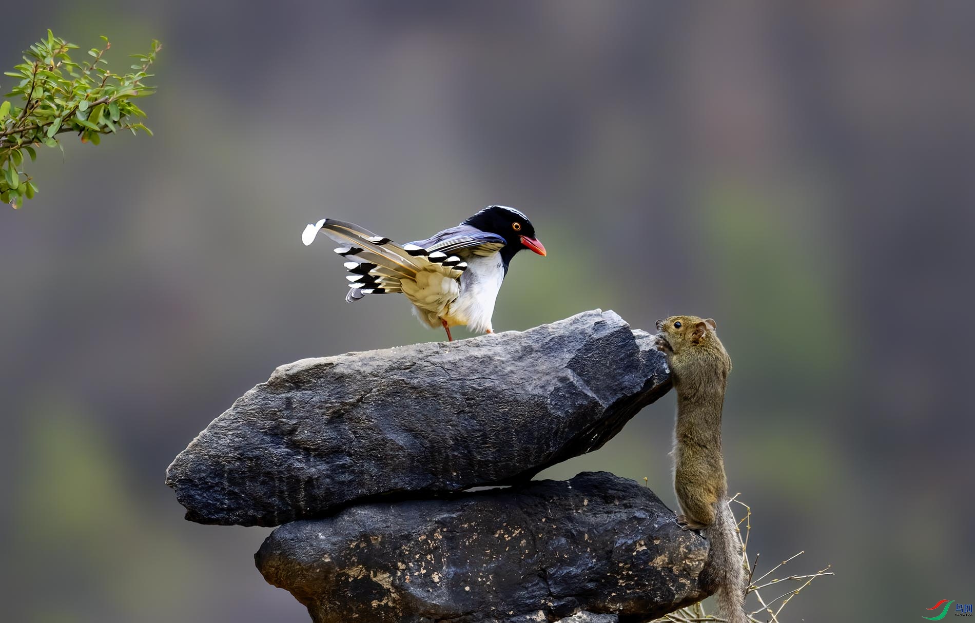 ����һƳ��ȸ�����