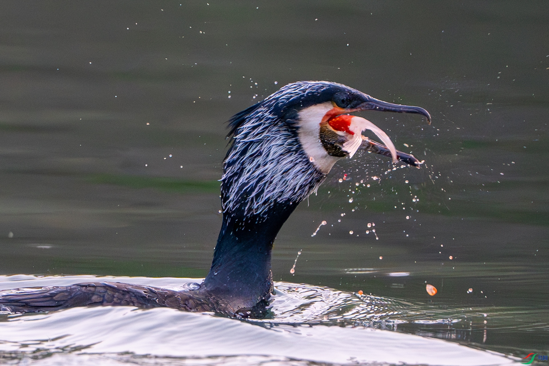 DSC00311-����ǿ-NR-2 ����.jpg