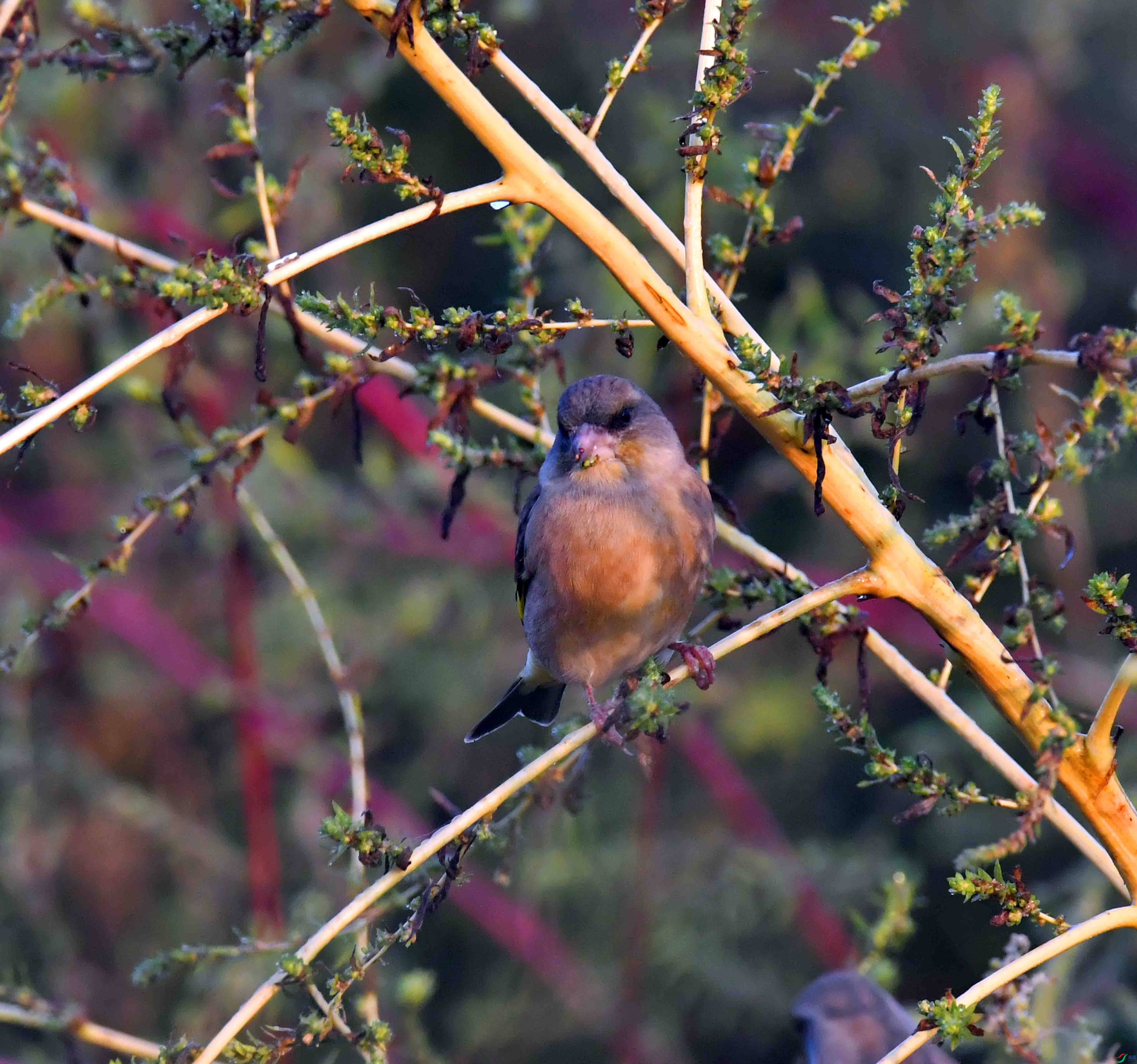 DSC_6133.JPG