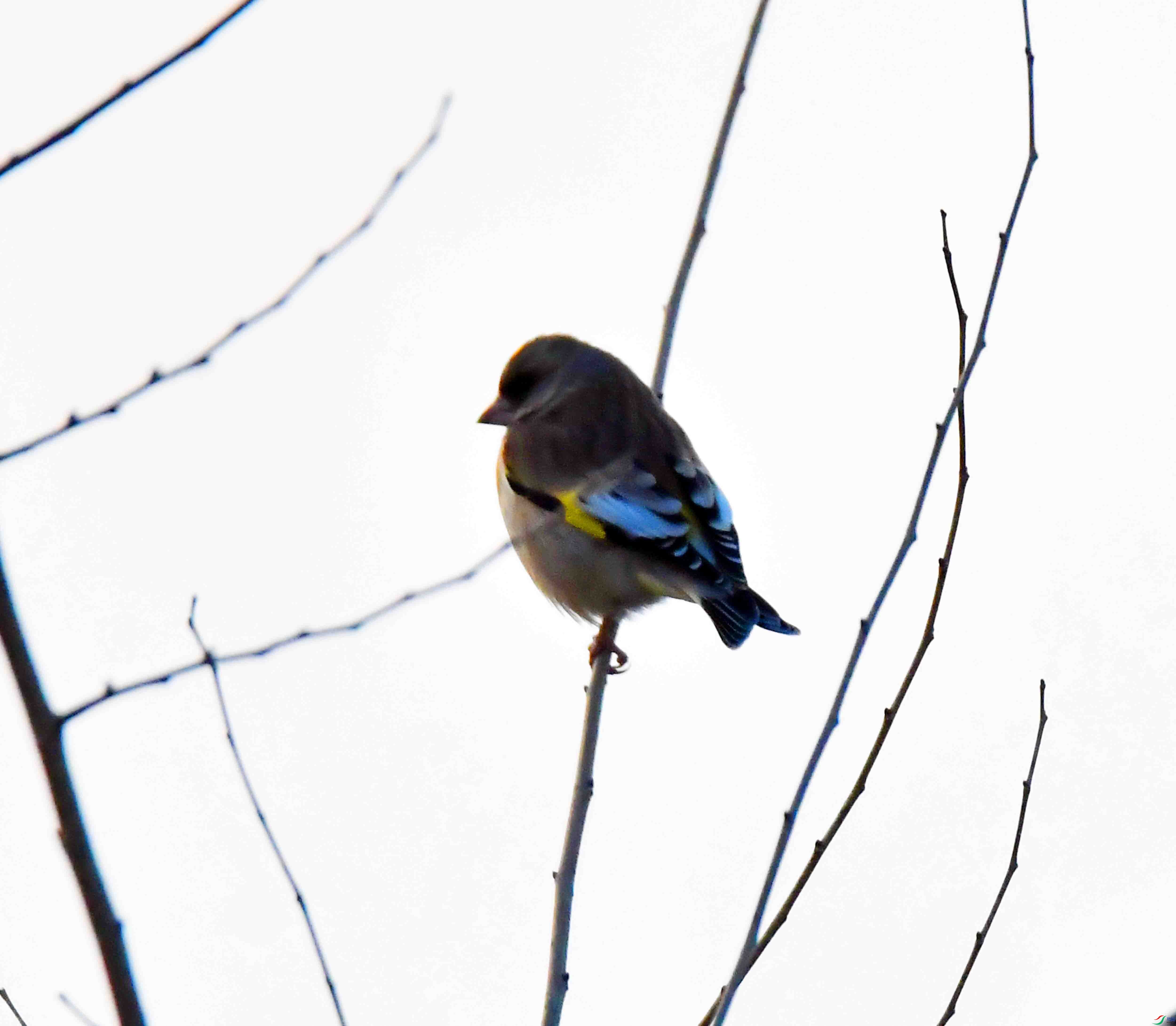 DSC_9480.JPG
