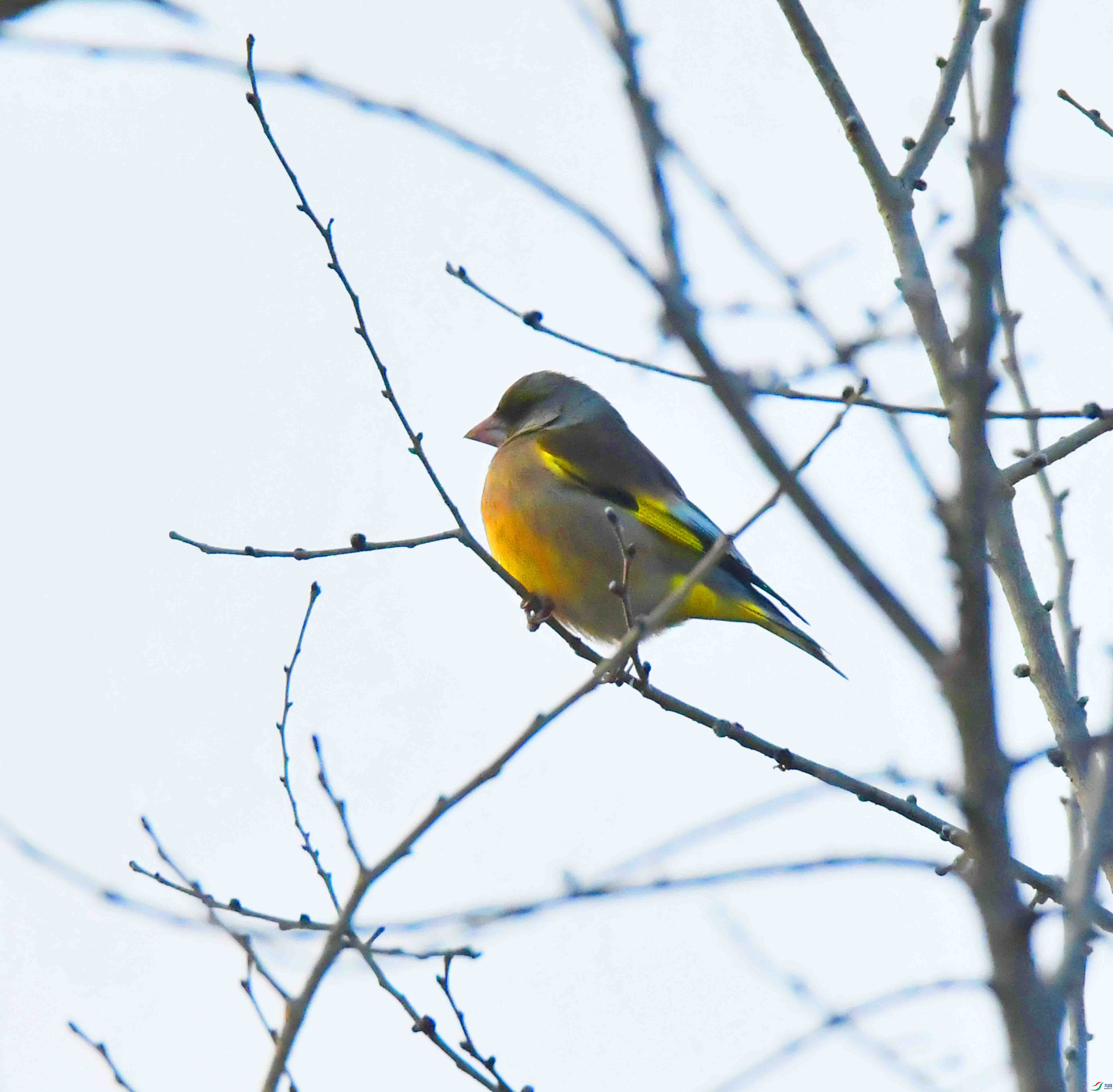 DSC_9489.JPG