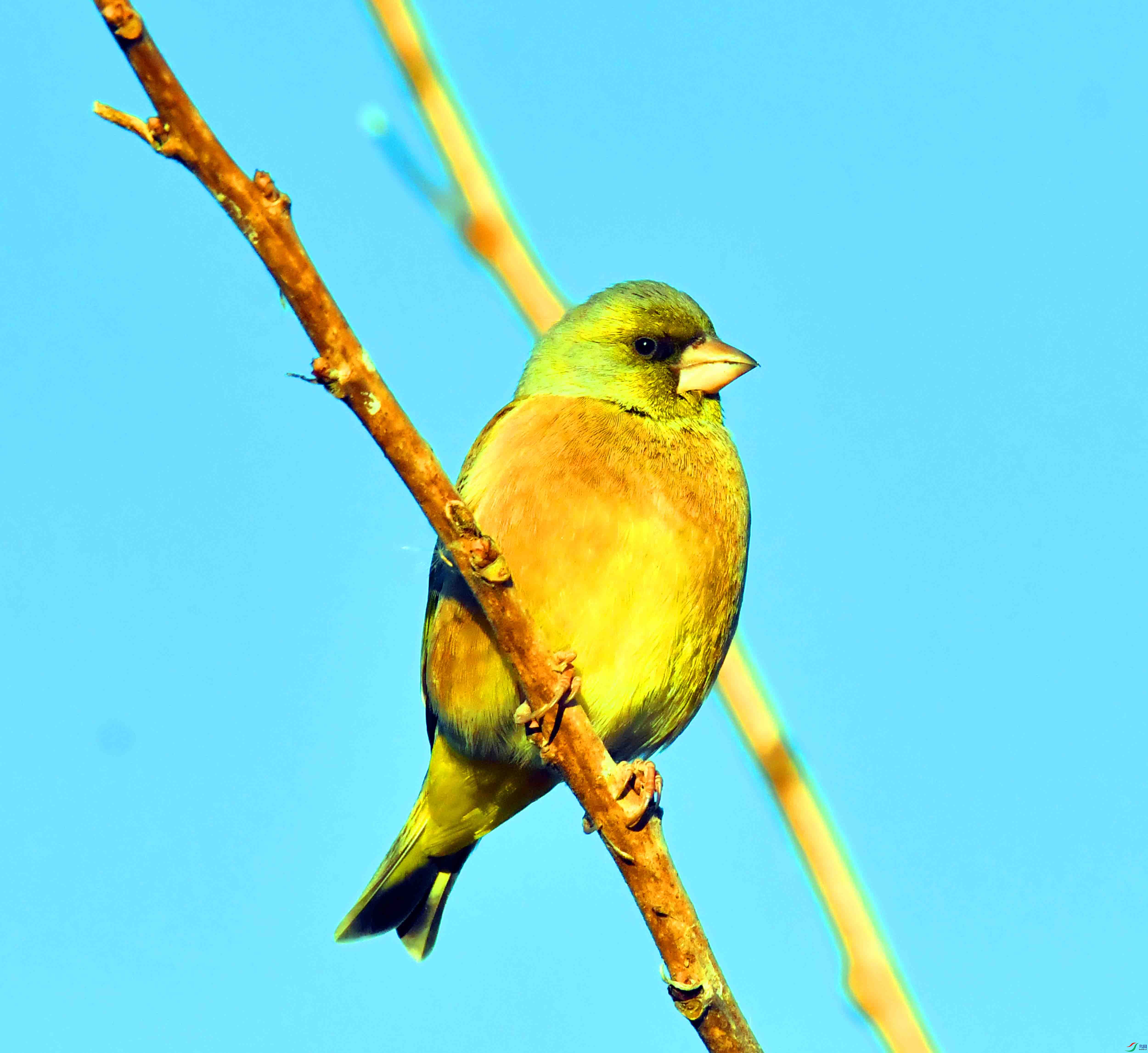 DSC_9696.JPG