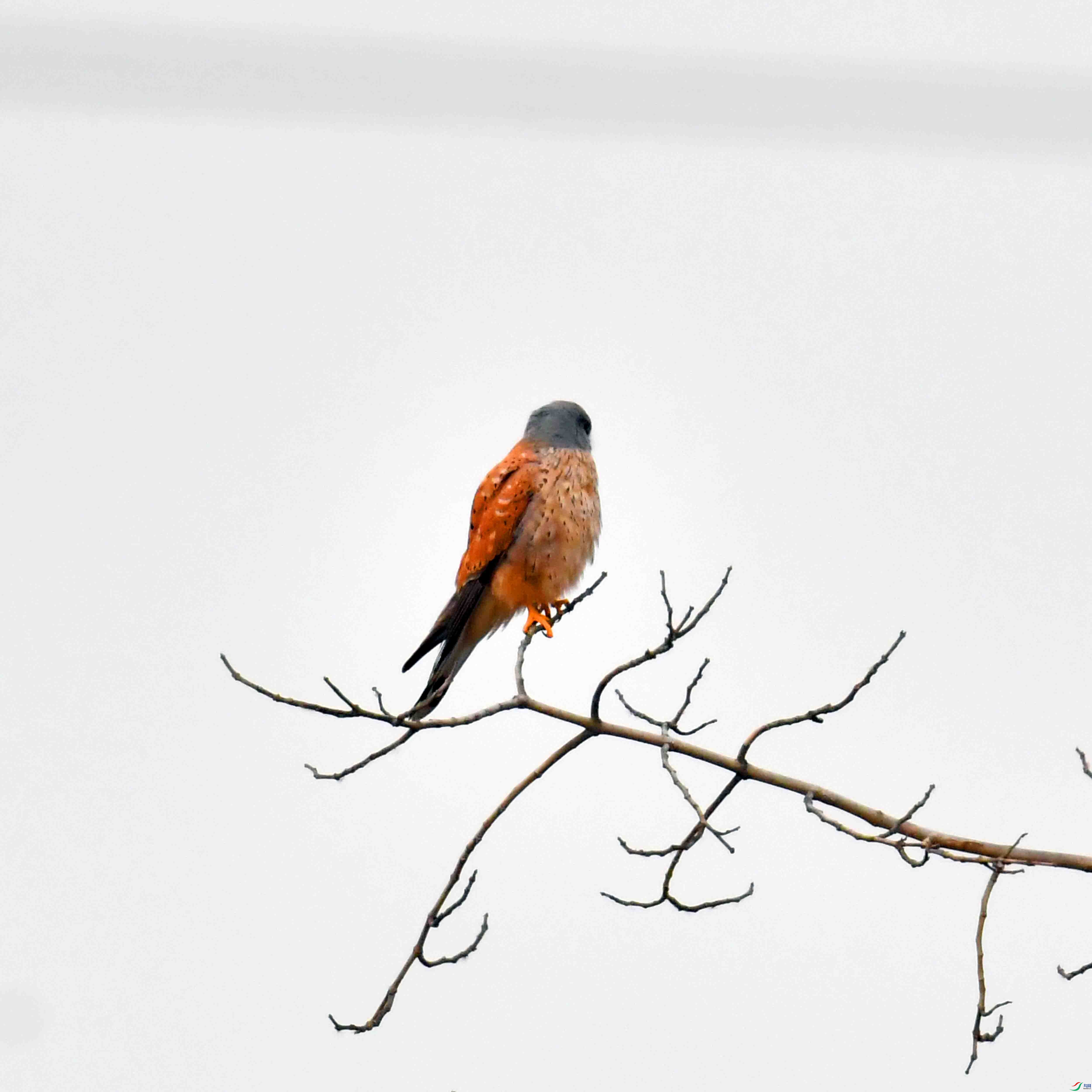 DSC_0273.JPG