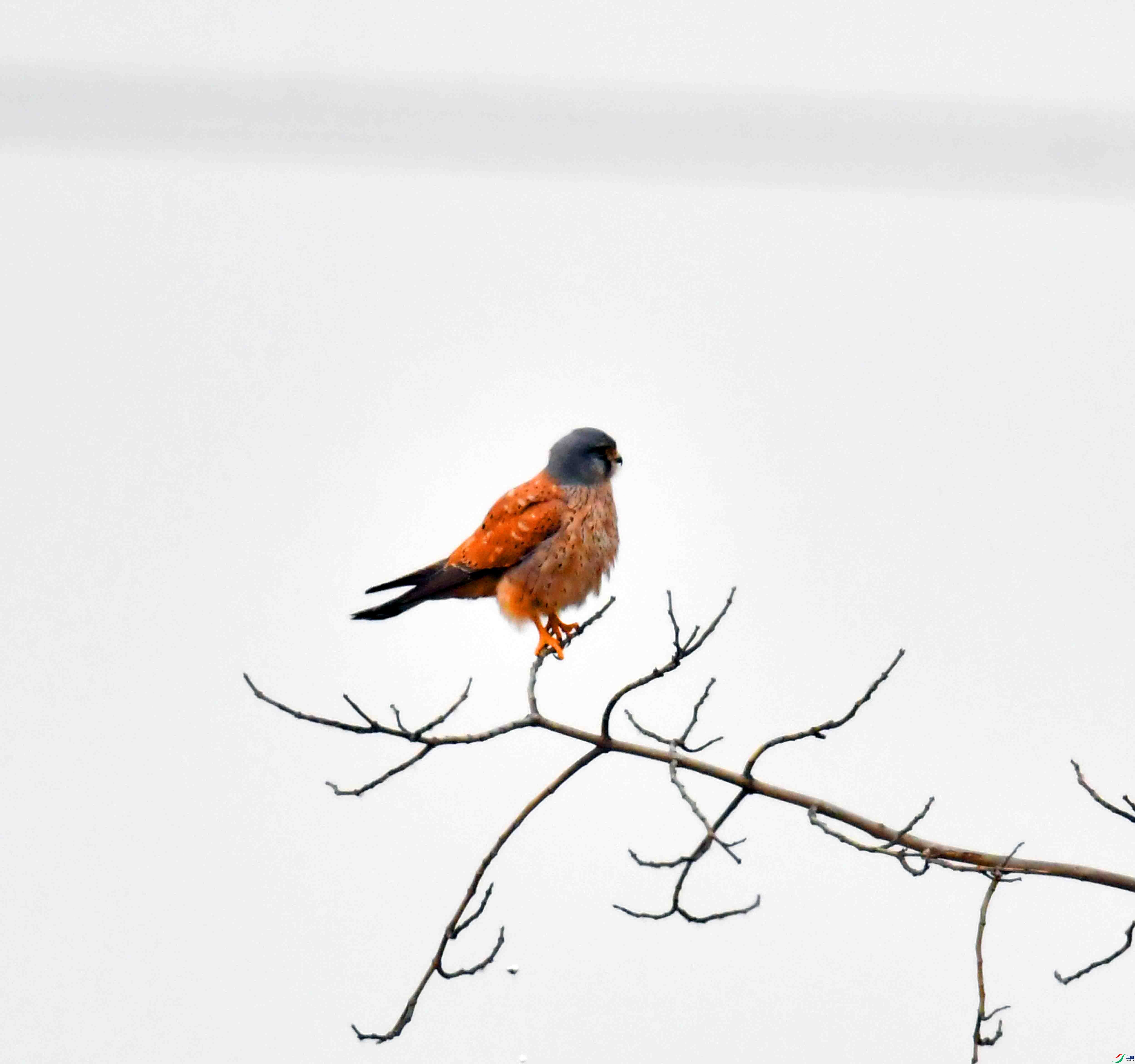 DSC_0276.JPG