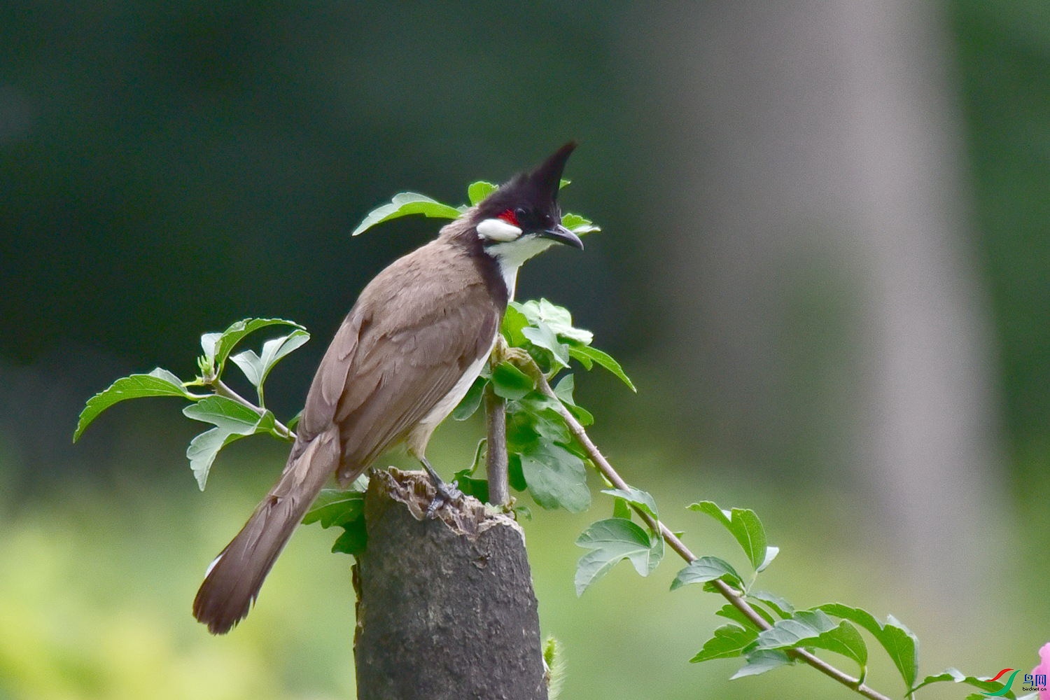DSC_4331.JPG
